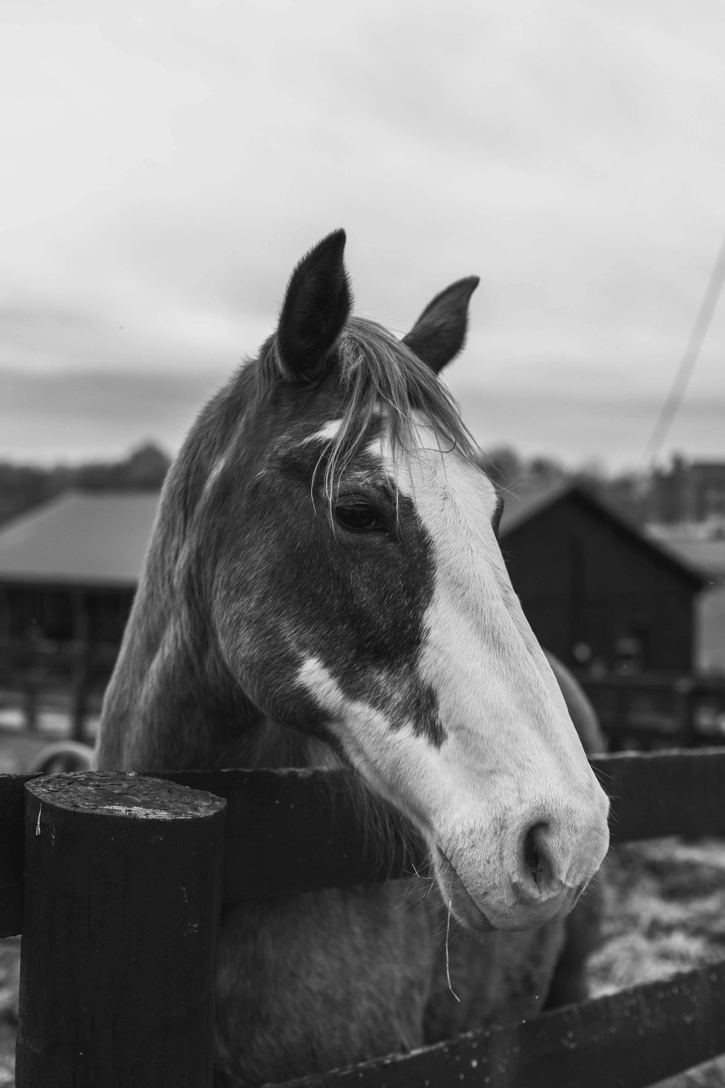 Hest fra sentrale Kentucky Bakgrunner