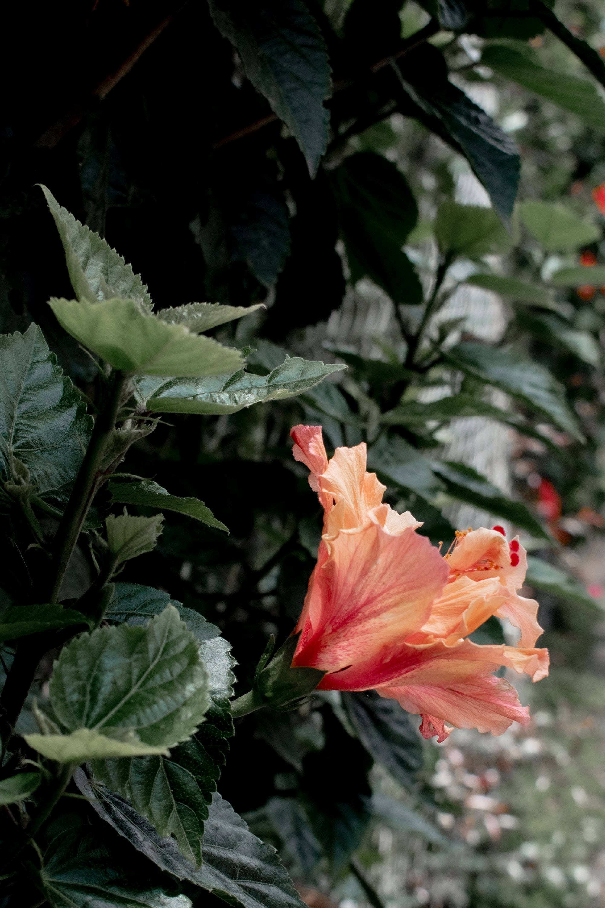 Hibiskusblomstplante Estetisk Bakgrunner