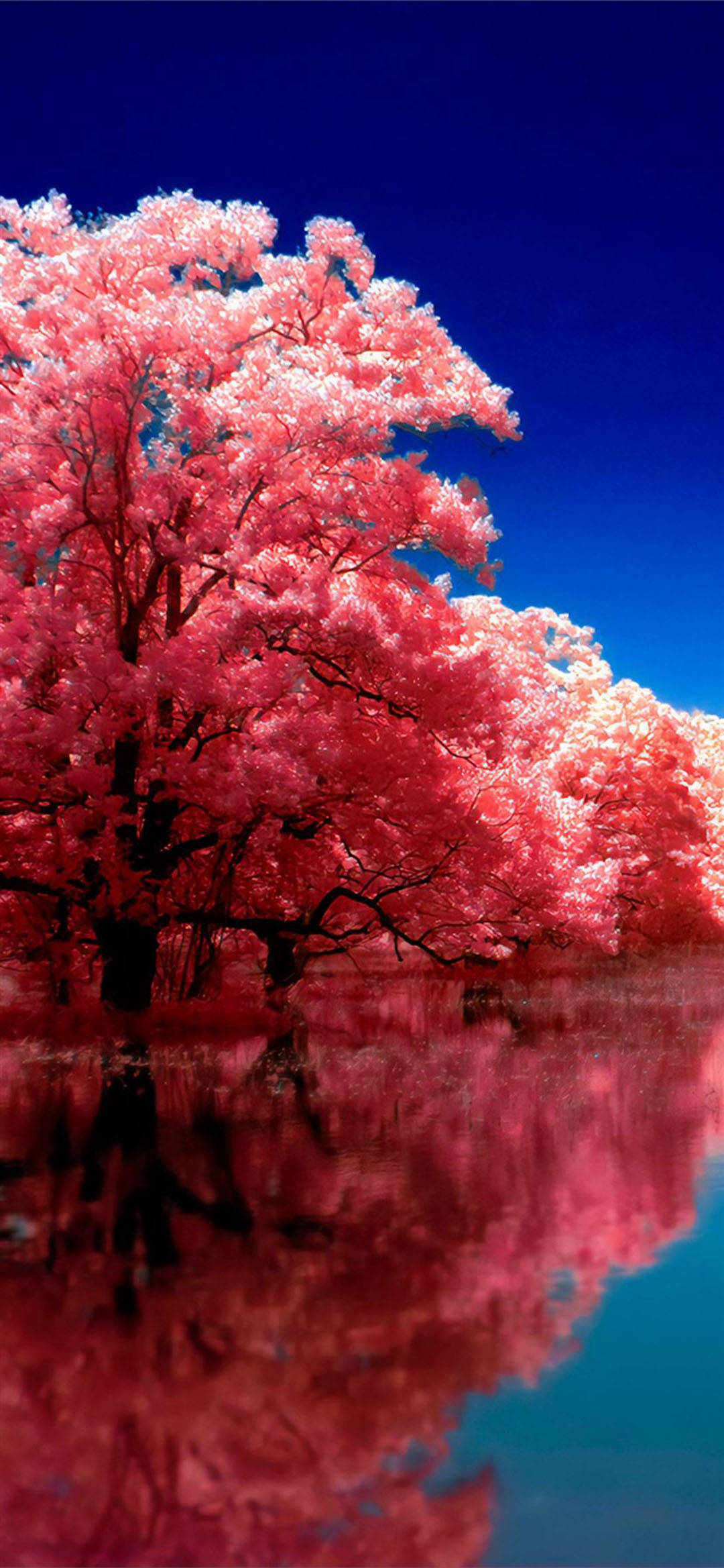 Høst iPhone Rosa Kirsebærblomster Refleksjon Bakgrunner