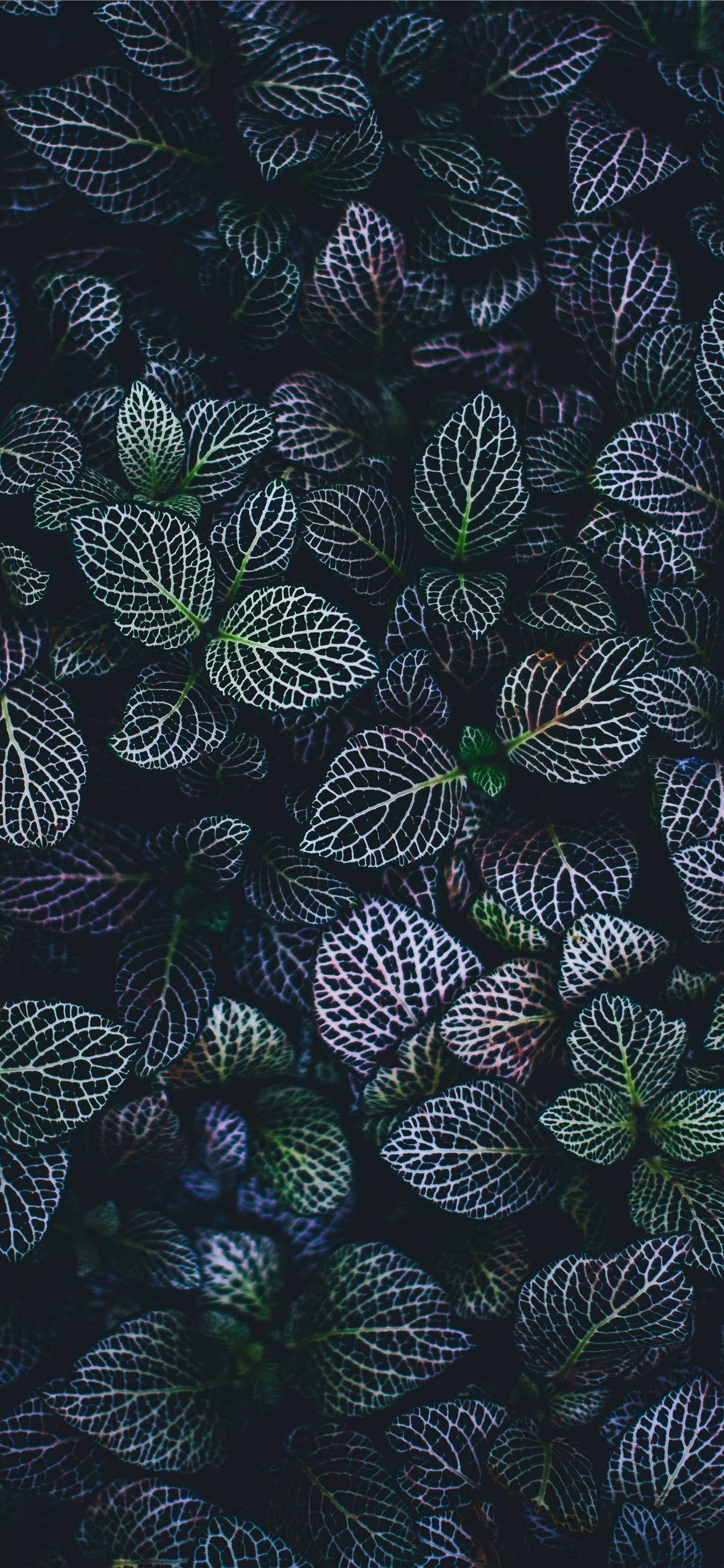 Hold startskjermen din frisk med et plante-iPhone-bakgrunnsbilde Bakgrunner