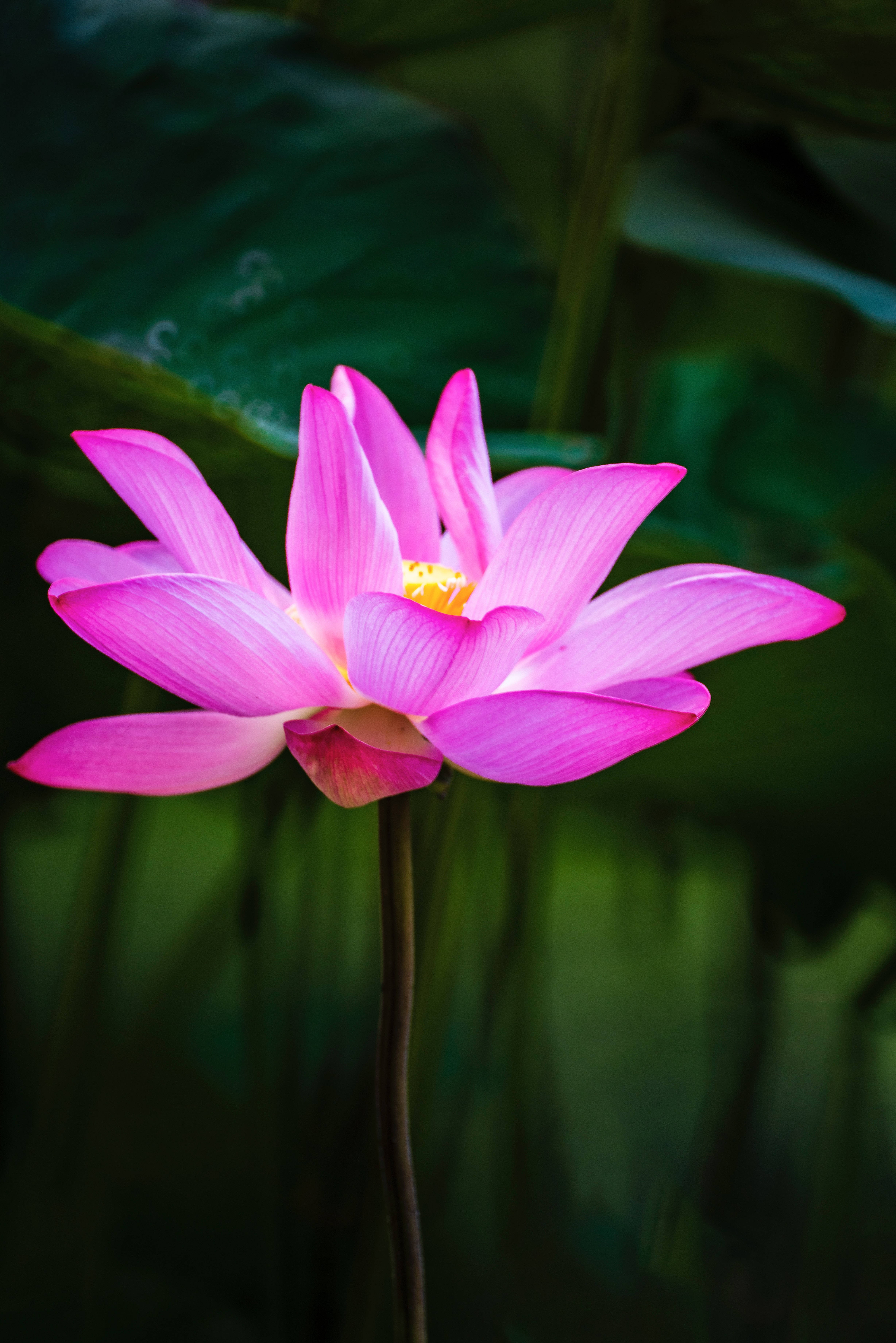 Honglingjin Lotusblomst Bakgrunner