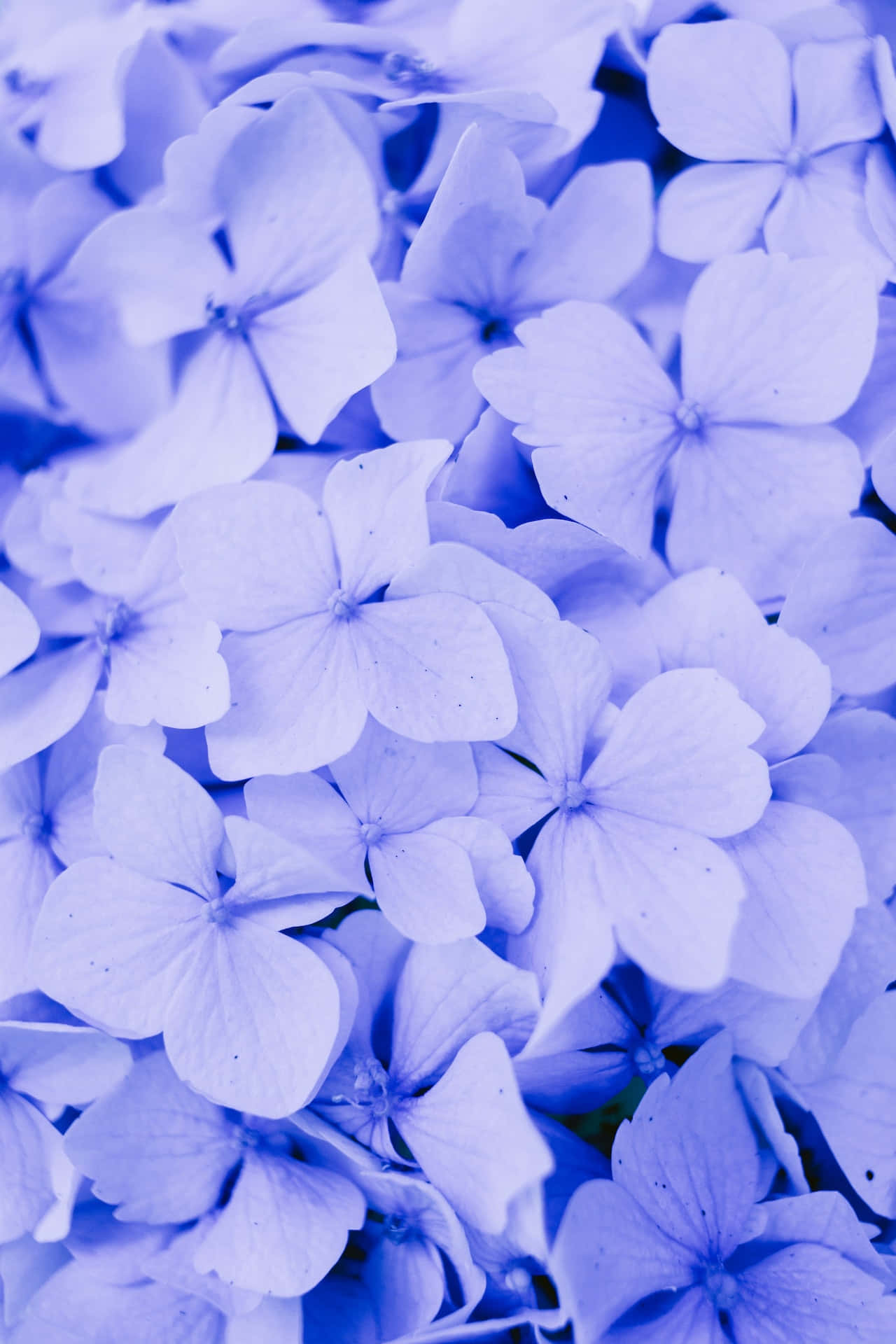 Hortensia blå blomster telefon Bakgrunner