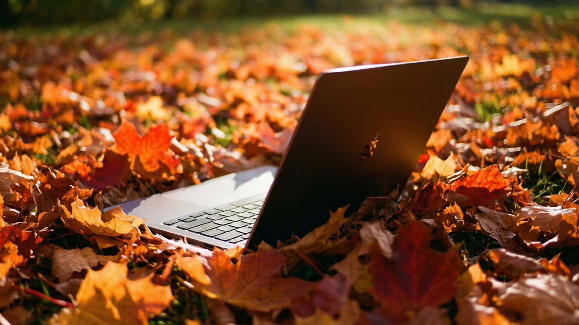 Høstlig Chromebook-kos Bakgrunner