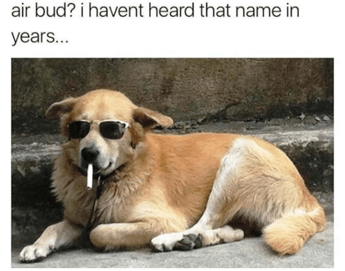 Hund med briller og sigarett meme-bilde Bakgrunner