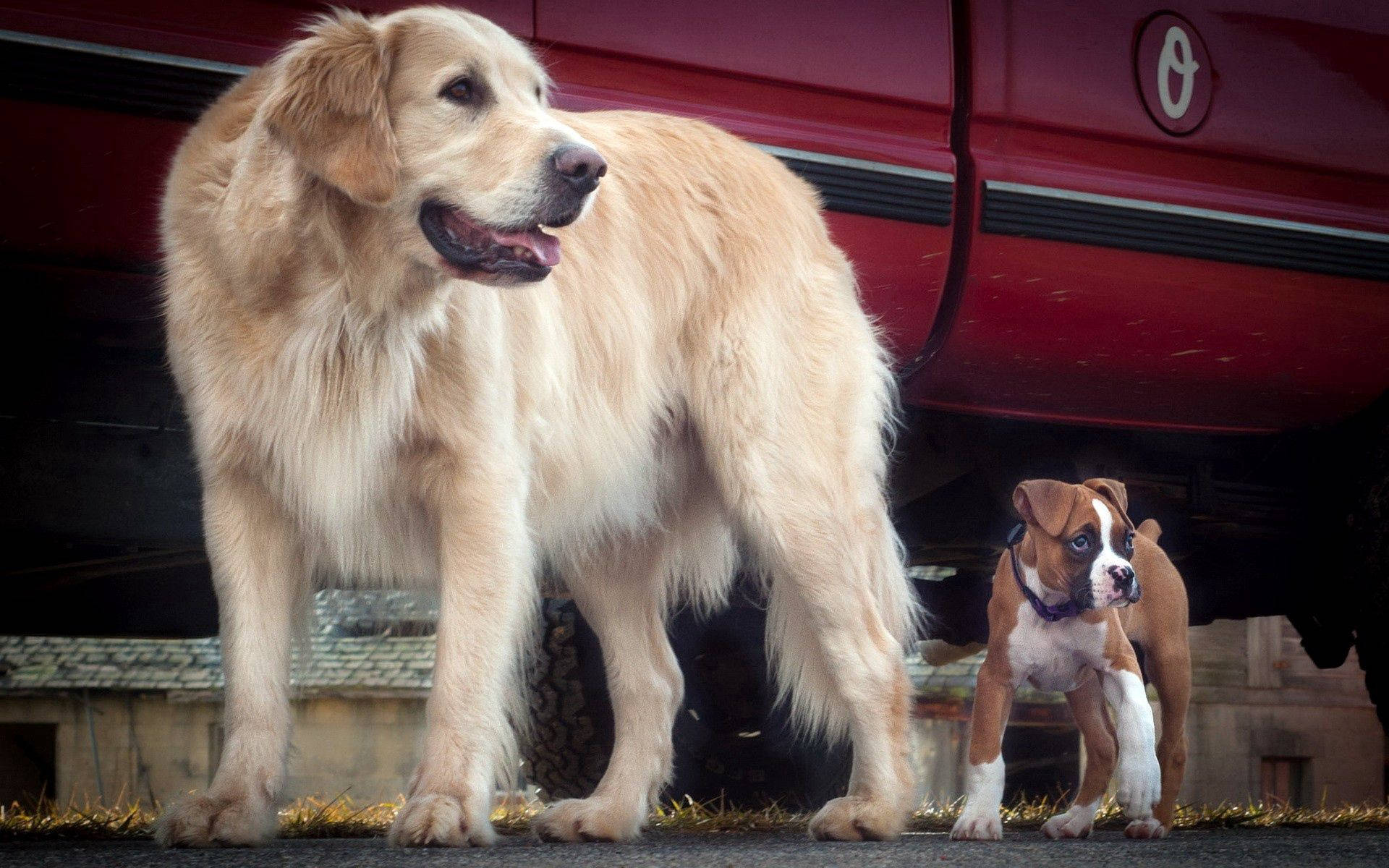 Gyllen hund og bulldog-valp ved siden av rød bil bakgrunn