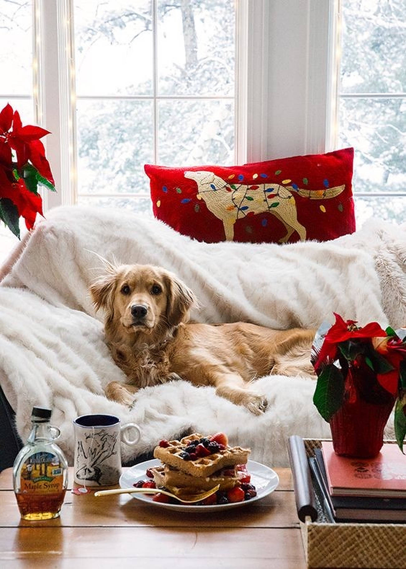 Hund på koselig sofa i julestemning Bakgrunner