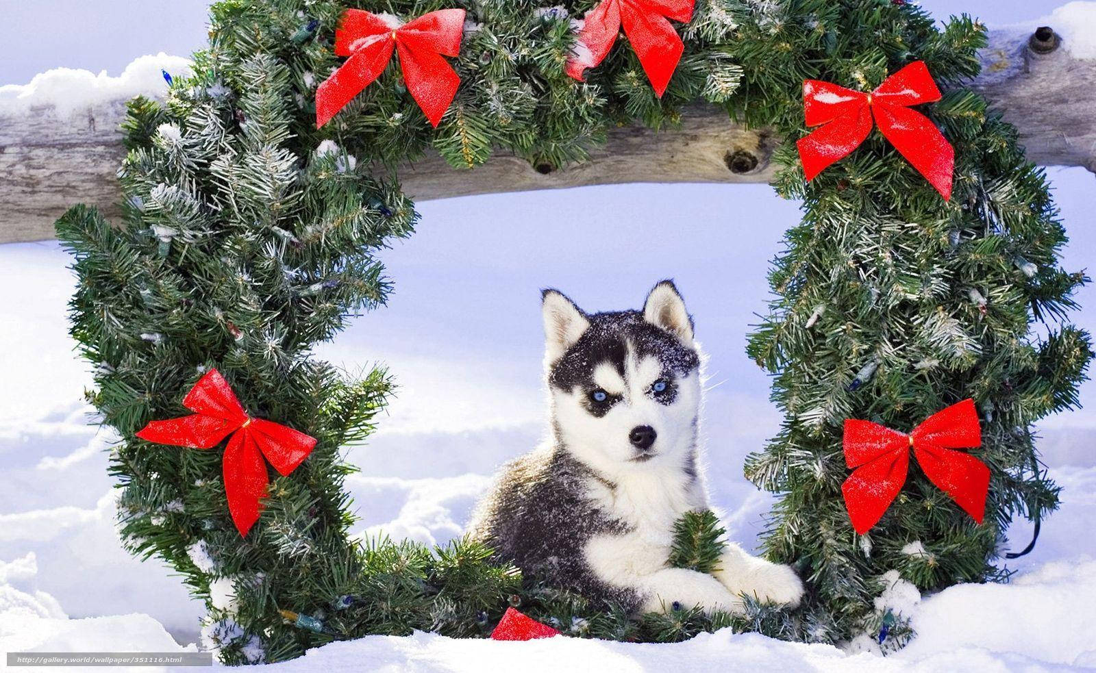 Huskyvalp med krans Bakgrunner