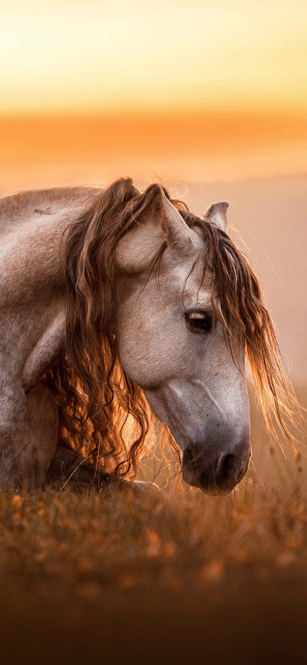 Hver hest er vakker Bakgrunner