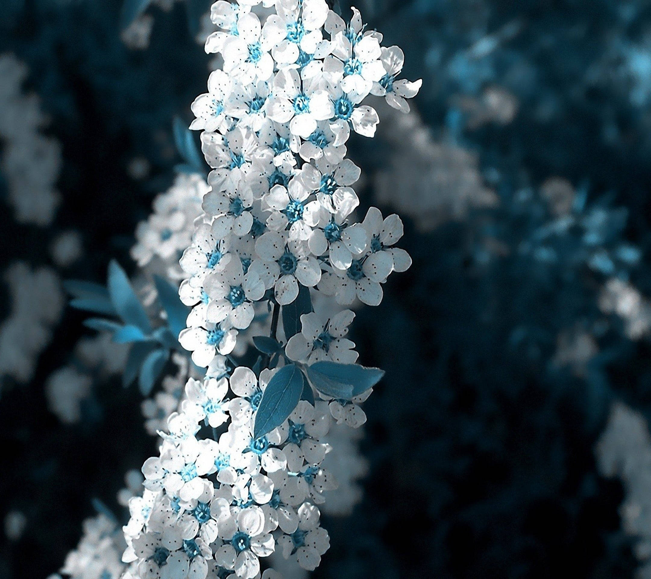 Hvit blå sakura vakker blomst Bakgrunner