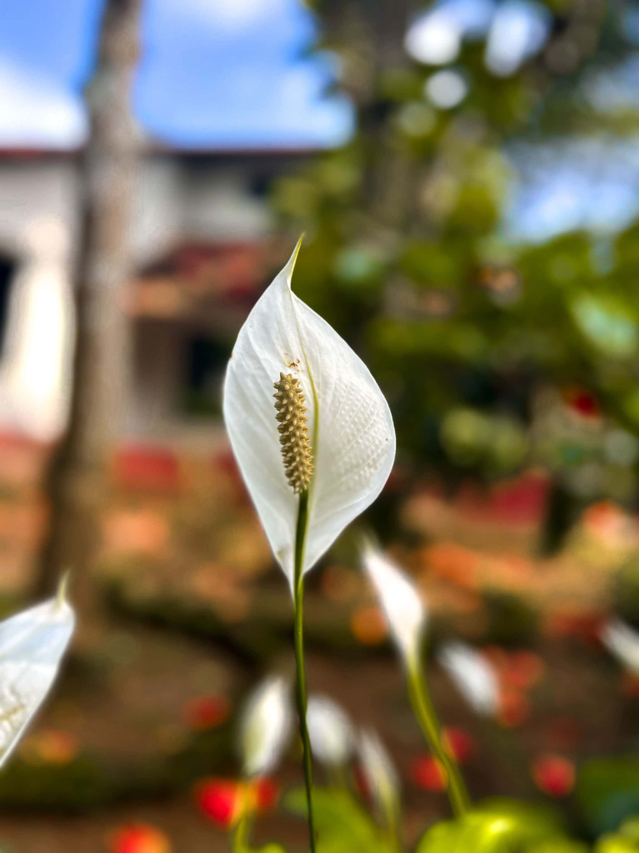 hvit blomst foran et hus Bakgrunner