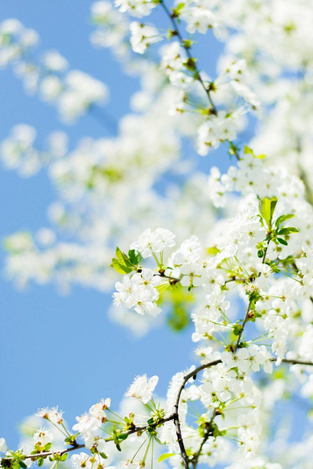 Hvit blomst mot blå himmel Bakgrunner