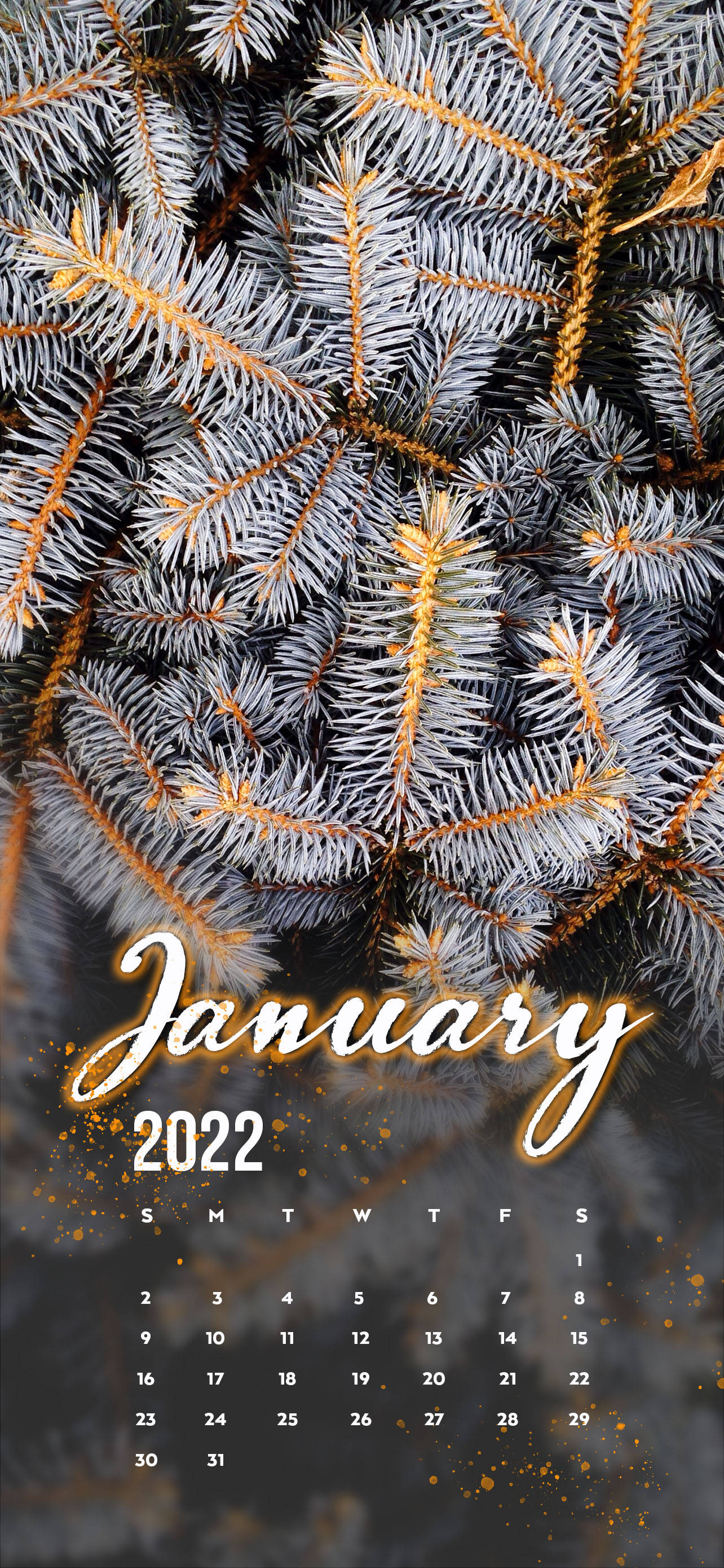 Hvit furutre i januar 2022 Bakgrunner