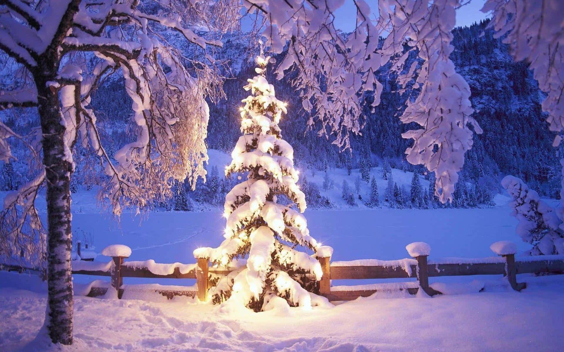 Hvit juletre med snøbakgrunn idé Bakgrunner
