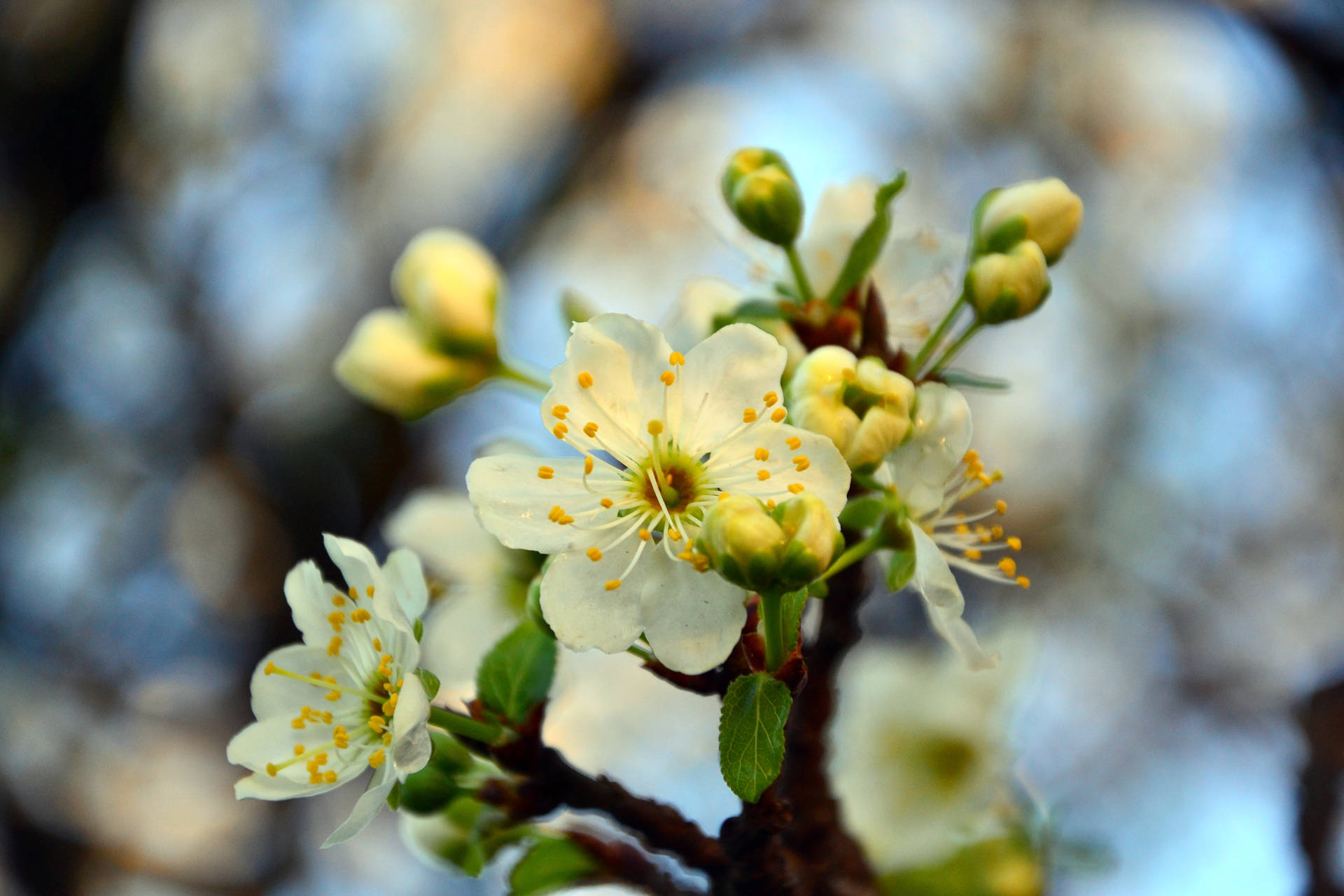 Hvit kirsebærblomstgren bakgrunnsbilde