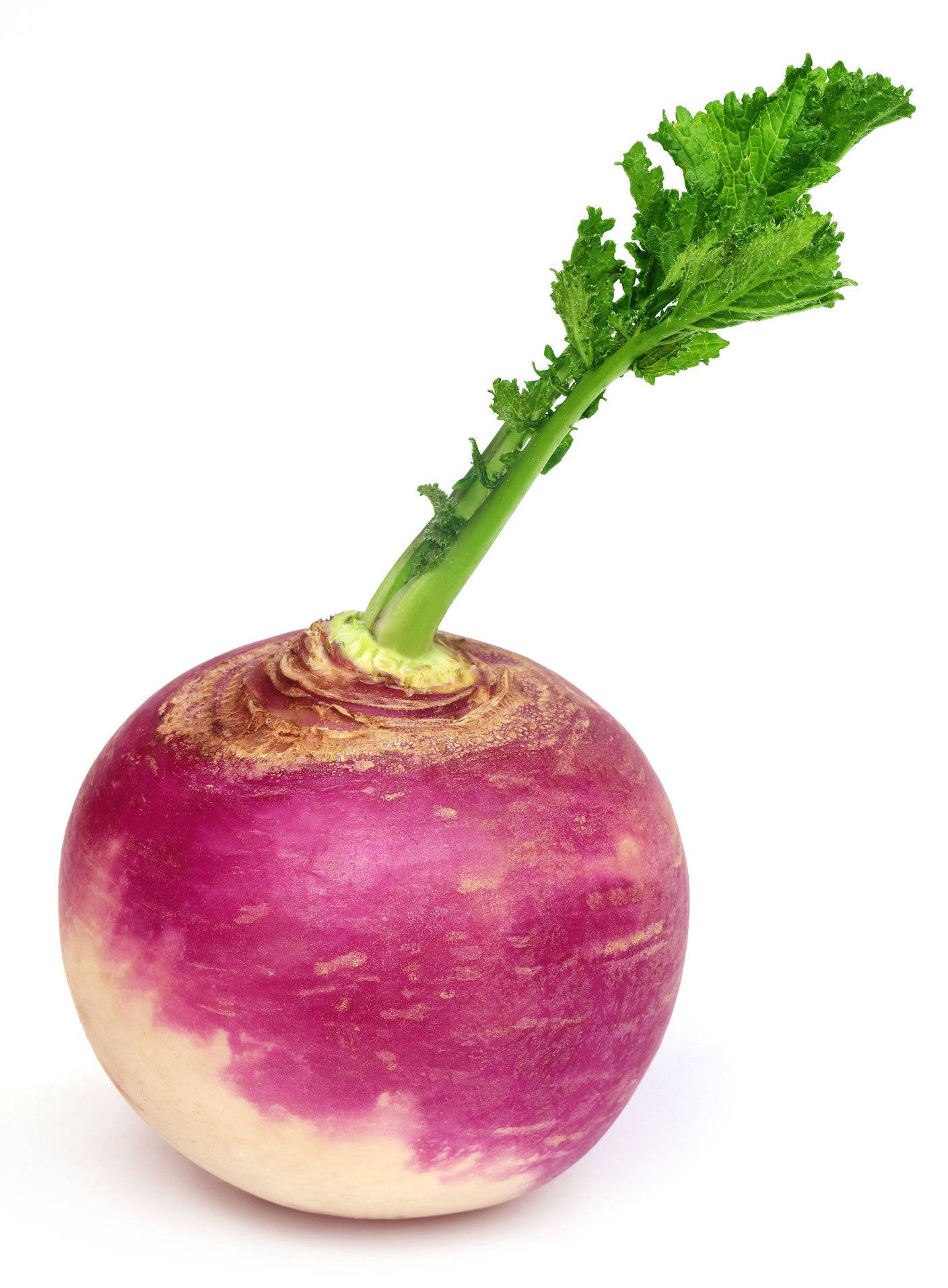 Hvit nepe med blad Bakgrunner