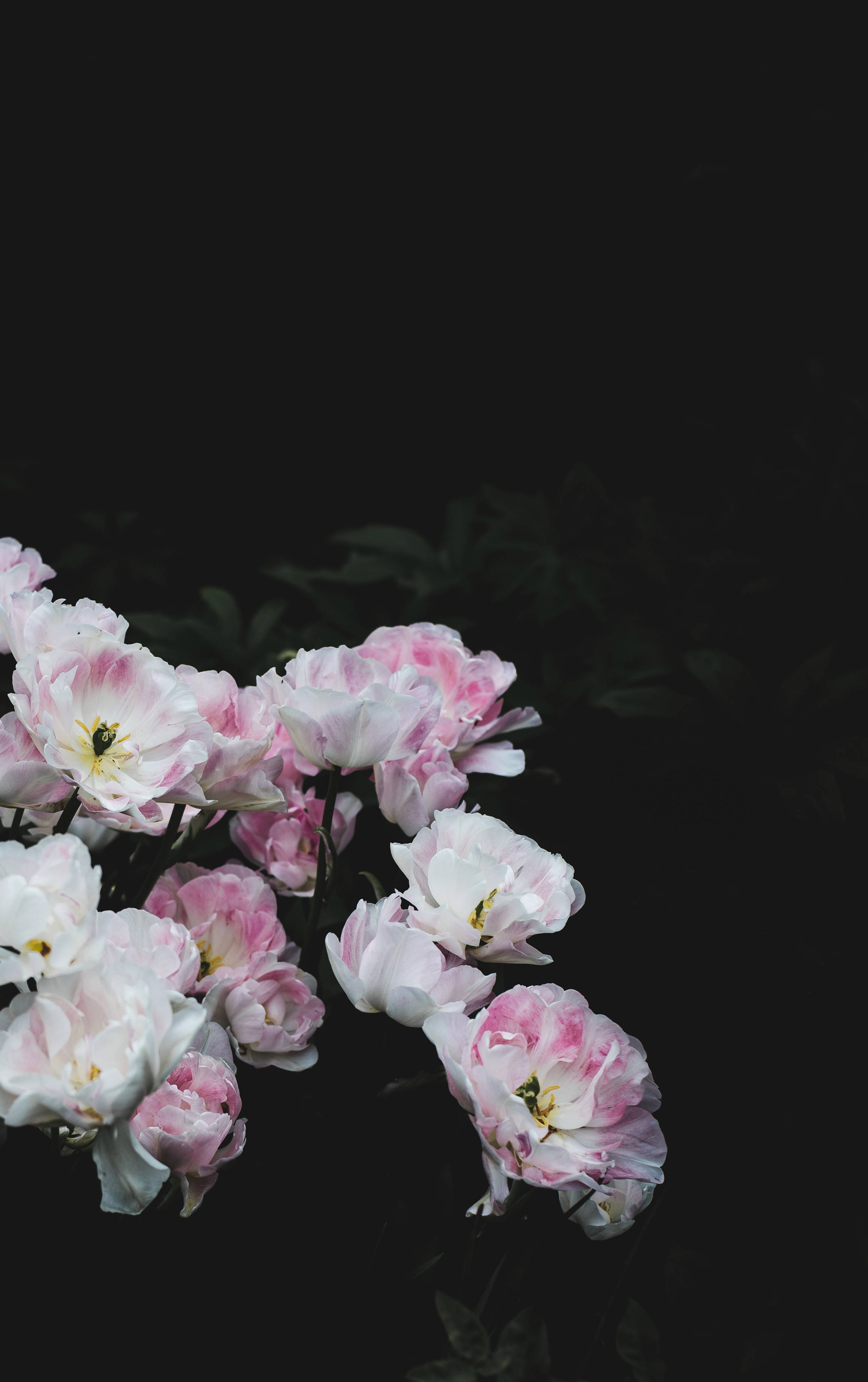 Hvit rosa blomst på mørk bakgrunn Bakgrunner