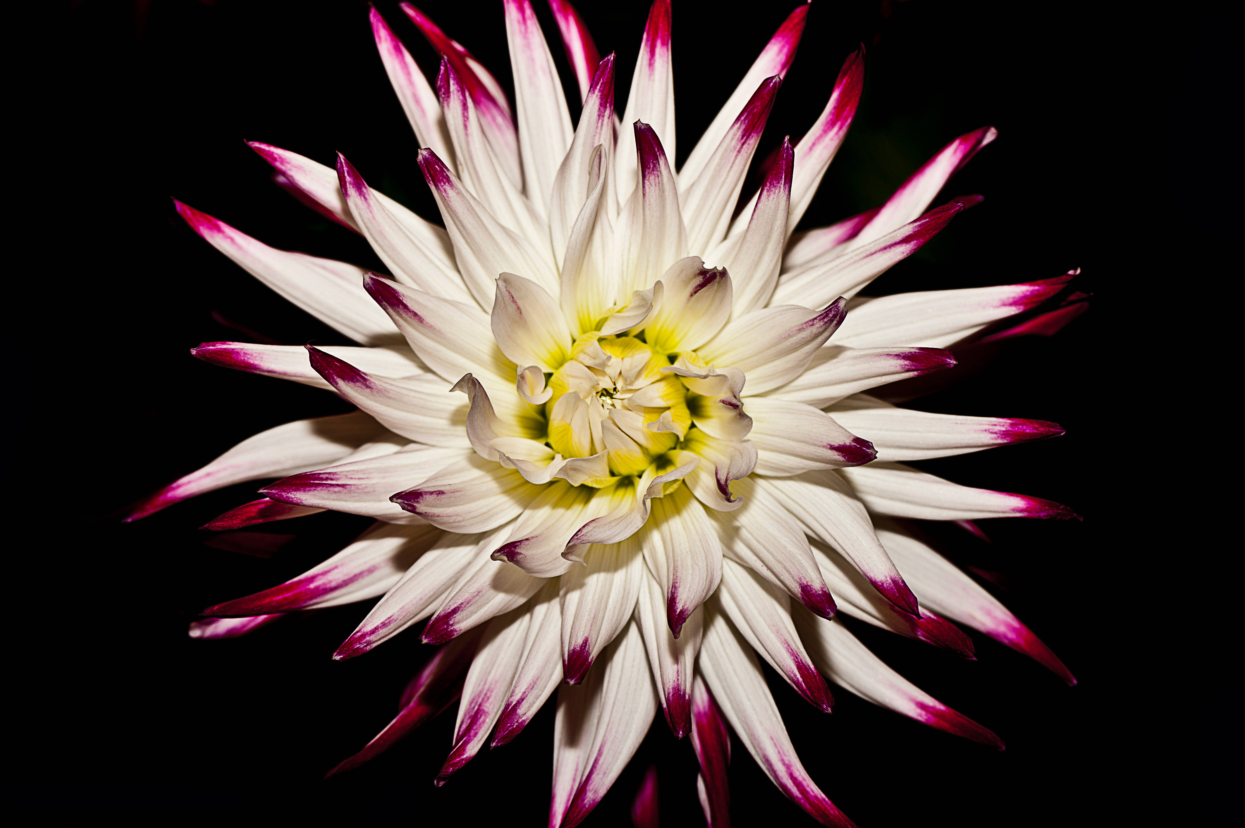 Hvit rosa mørk blomstermotiv Bakgrunner