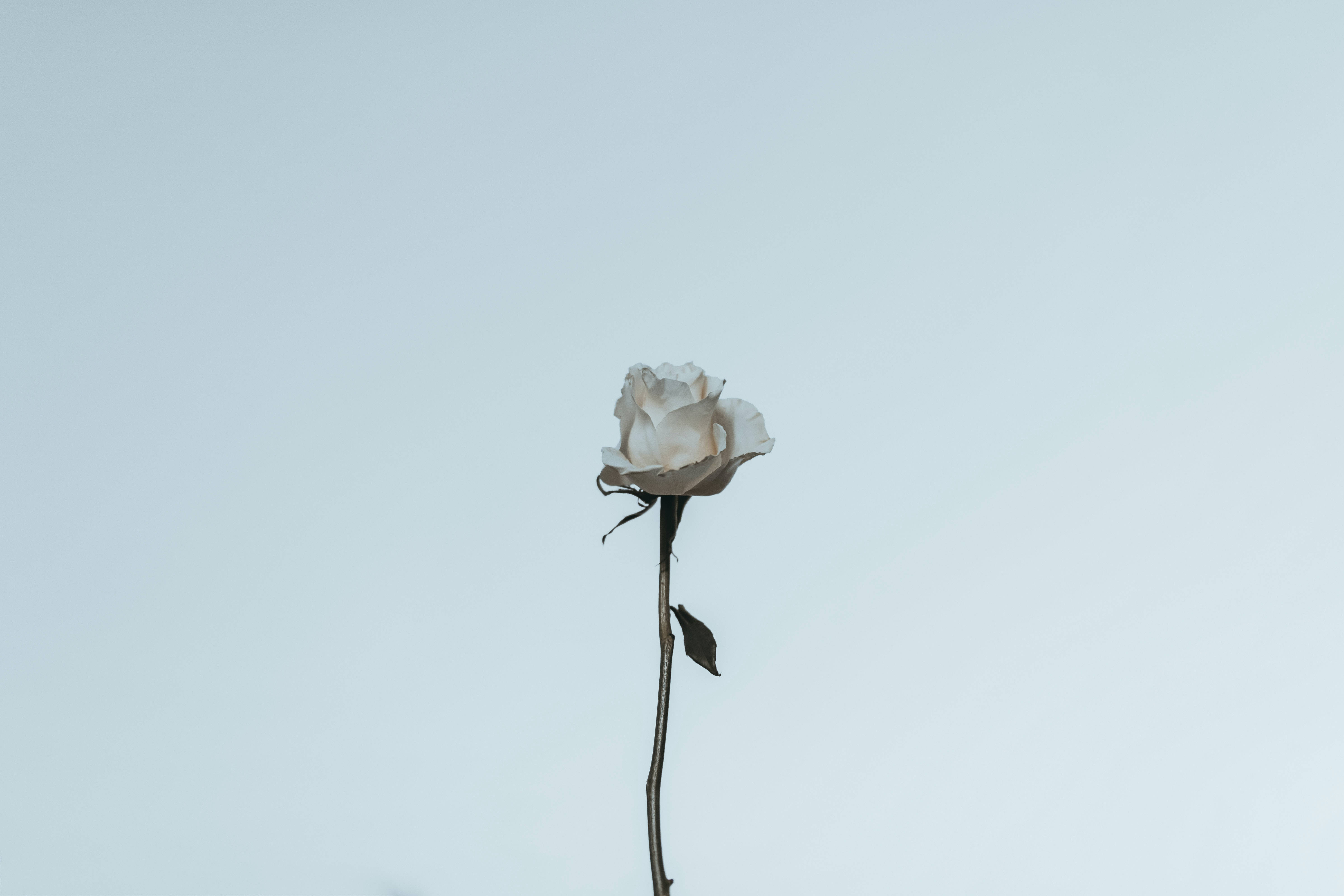 Hvit rose estetisk Bakgrunner