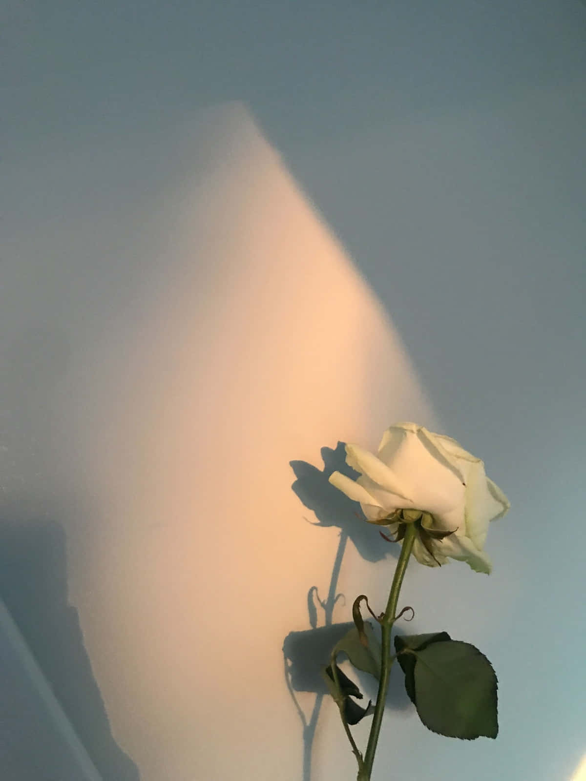 Hvit rose-estetikk i solnedgang Bakgrunner
