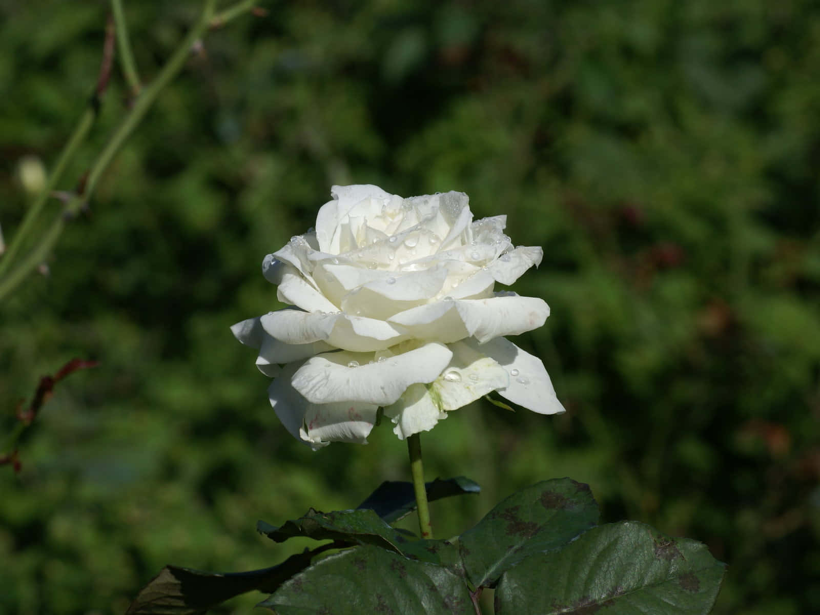 Hvit rose under solen bilder Bakgrunner