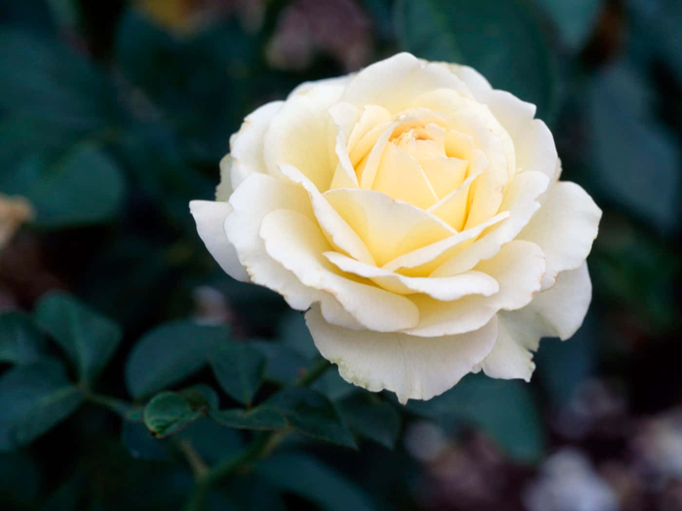 Hvit roseplante bilder Bakgrunner