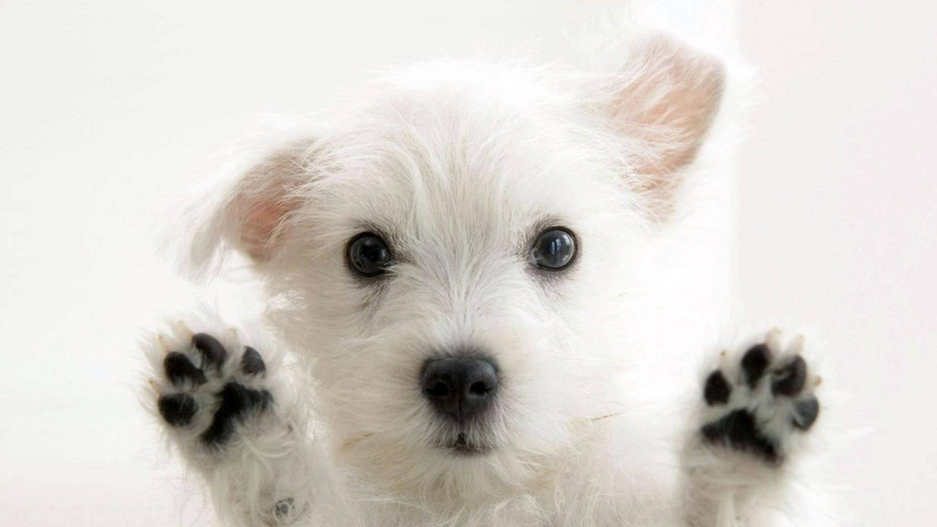 Hvit terrier hund søt skrivebord Bakgrunner
