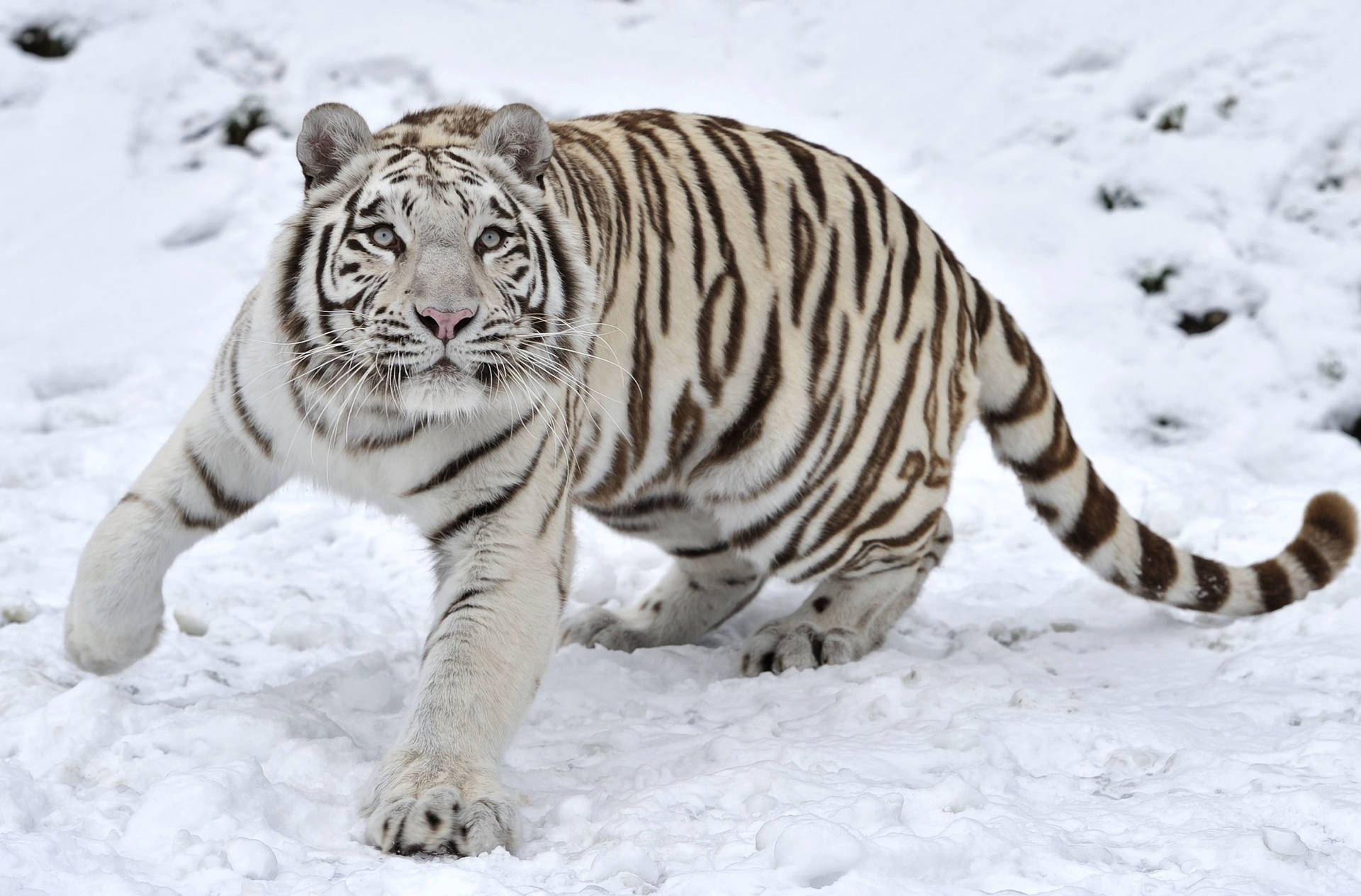 Hvit tiger som går på snø bakgrunnsbilde