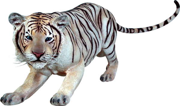 Hvit tiger på vandring Bakgrunner