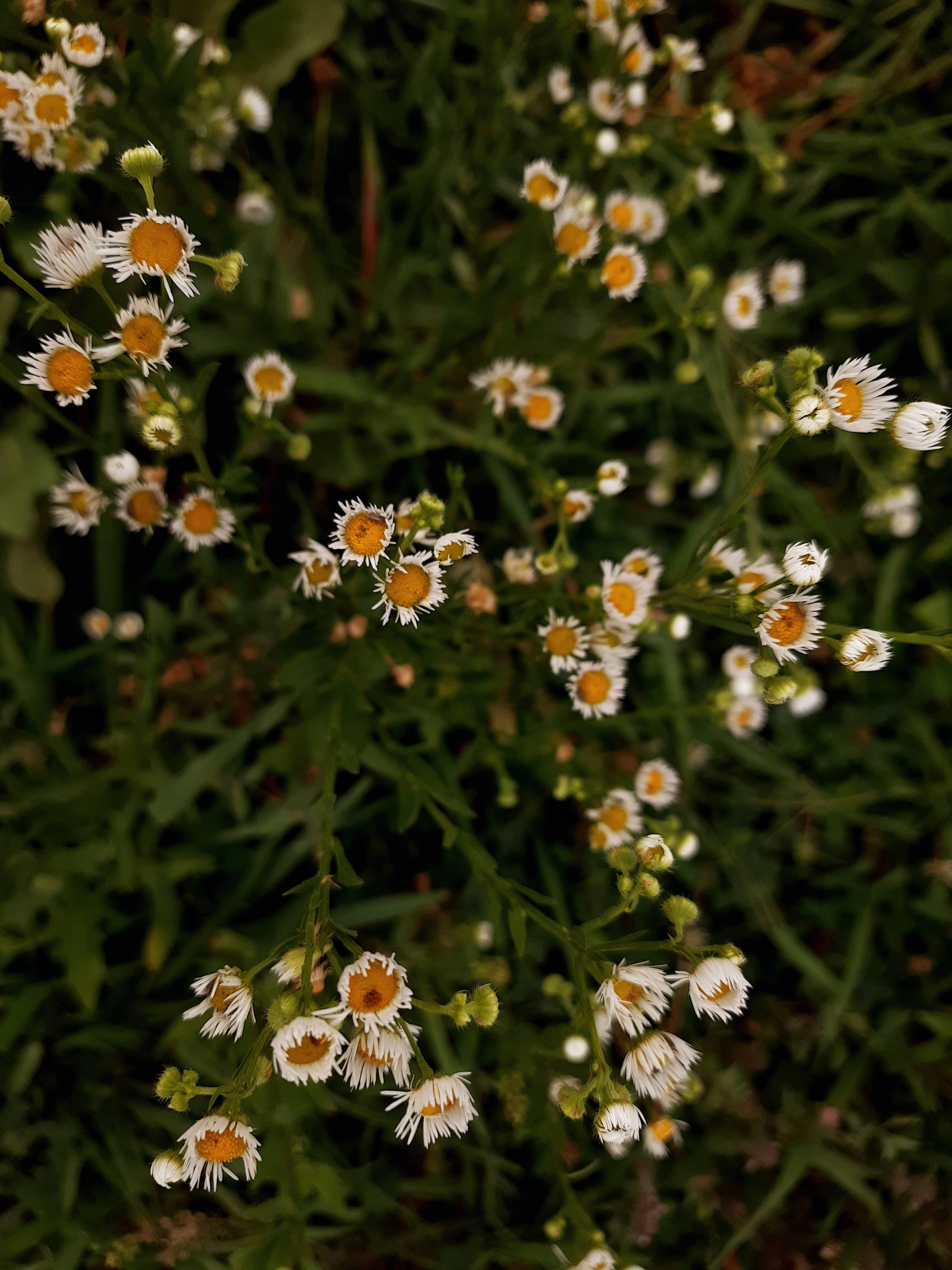 Hvite blomster gress cottagecore estetikk Bakgrunner