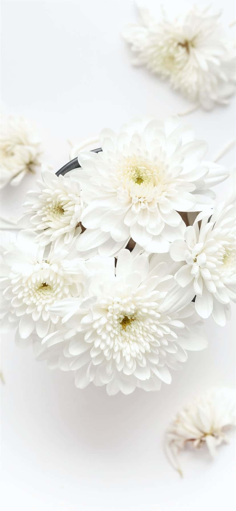 hvite blomster i en bolle på en hvit overflate Bakgrunner