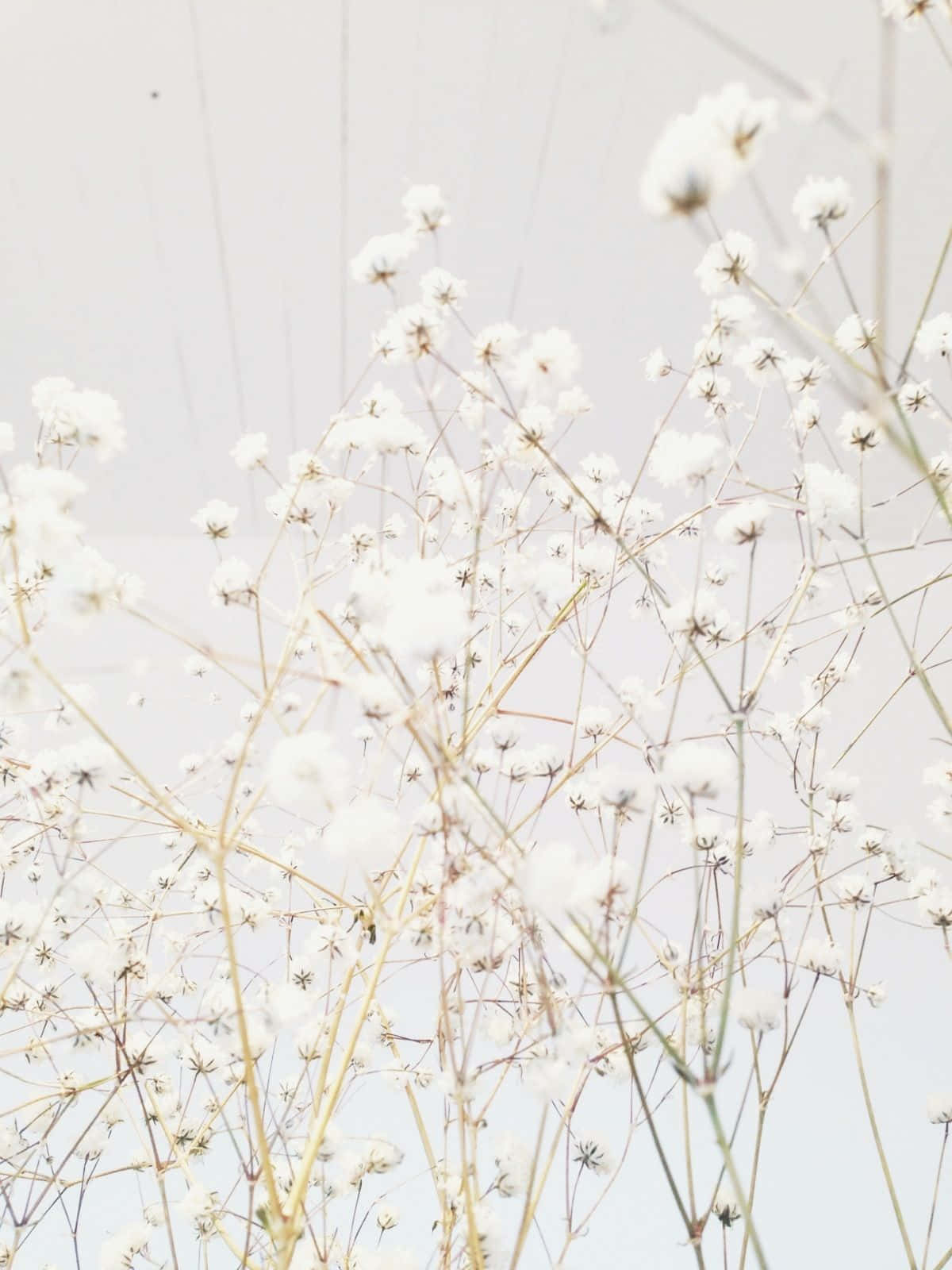 hvite blomster i en vase mot en hvit himmel Bakgrunner