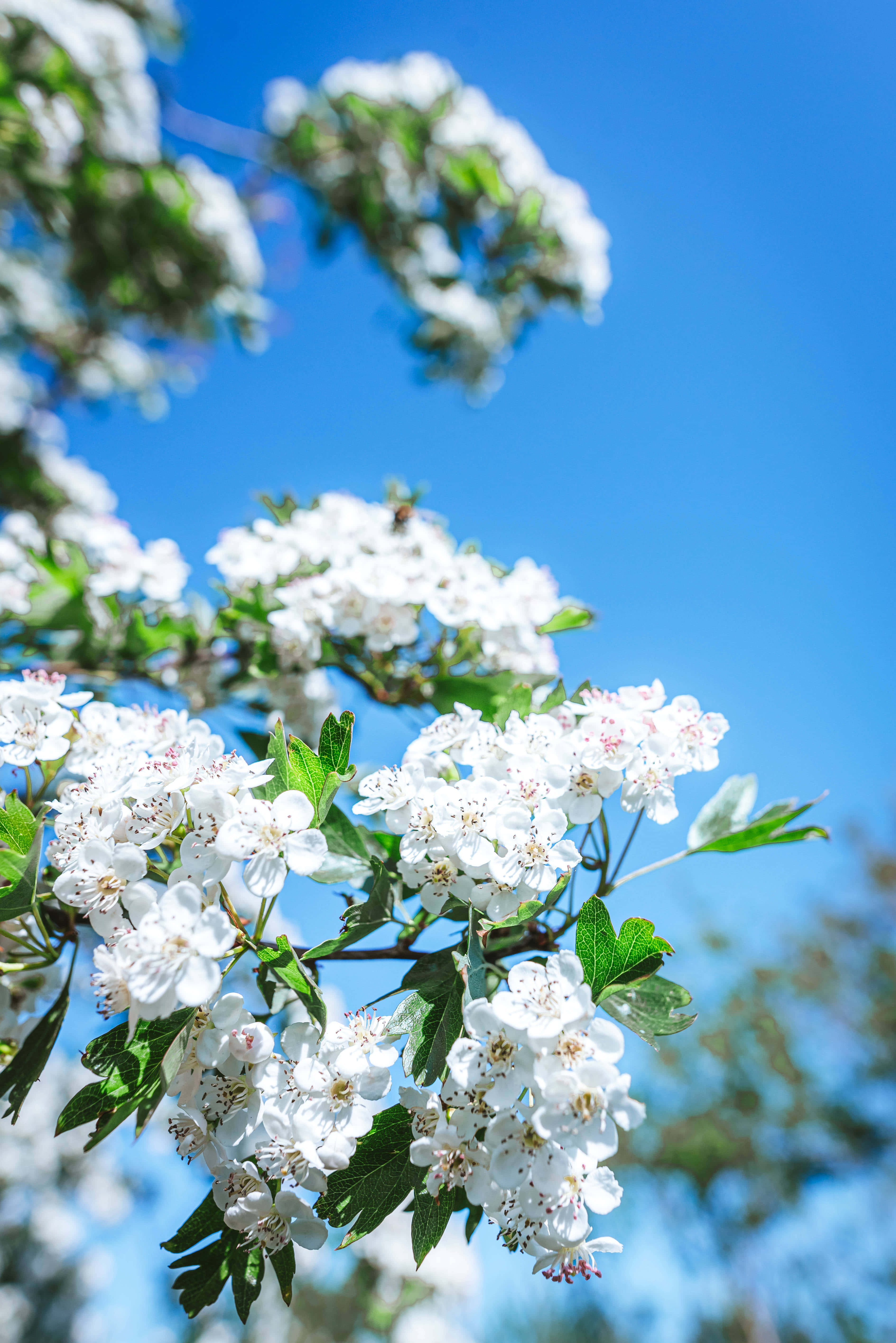 hvite blomster på et tre Bakgrunner