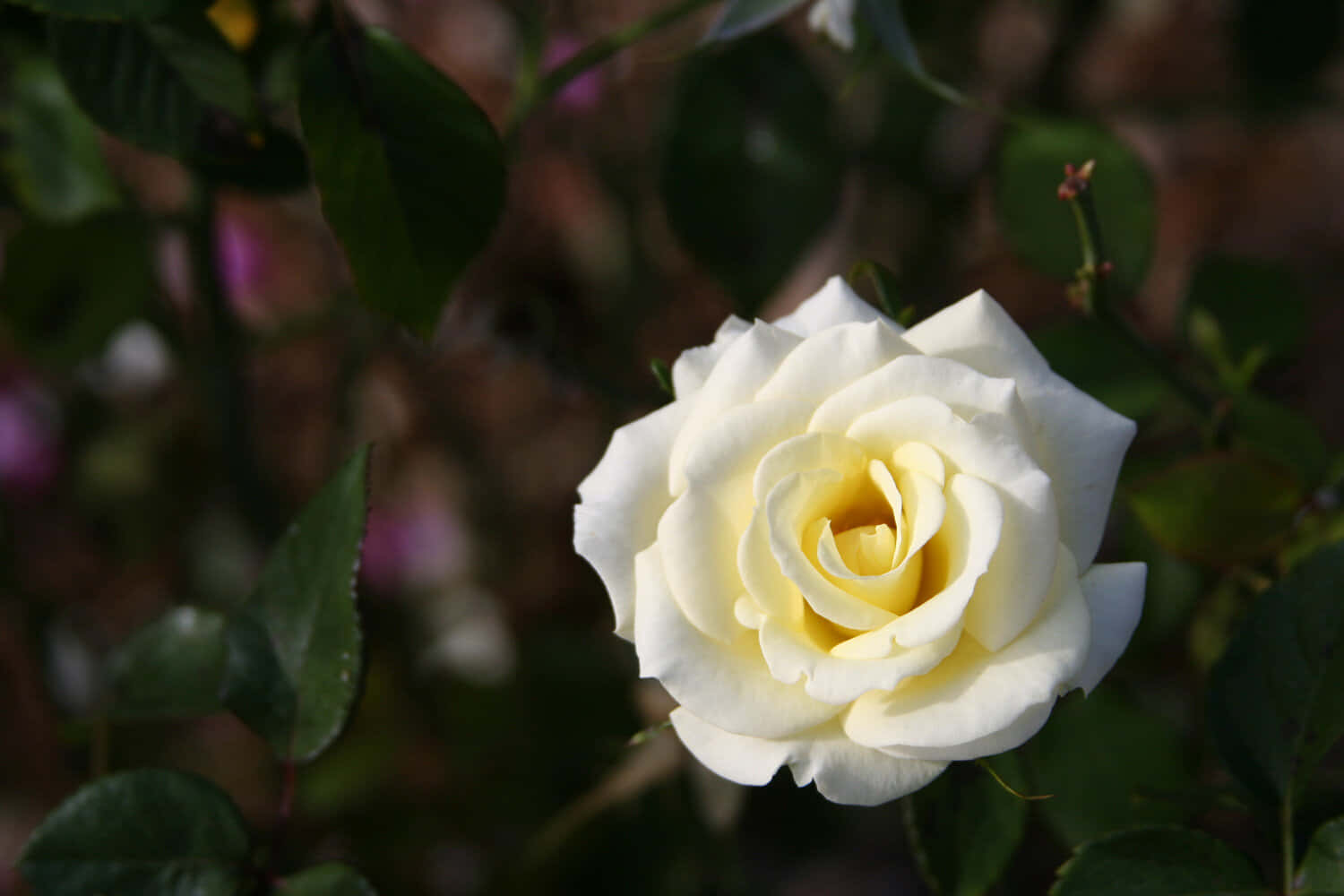 Hvite gule rosebilder Bakgrunner