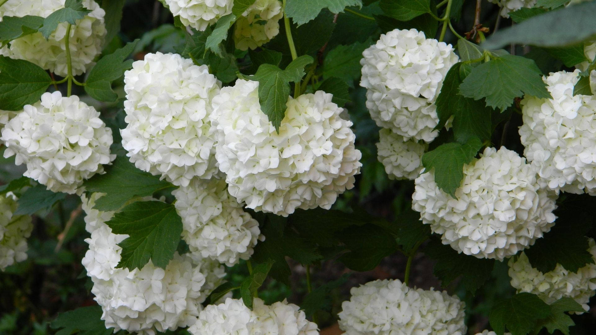 Hvite hortensia-blomster Bakgrunner