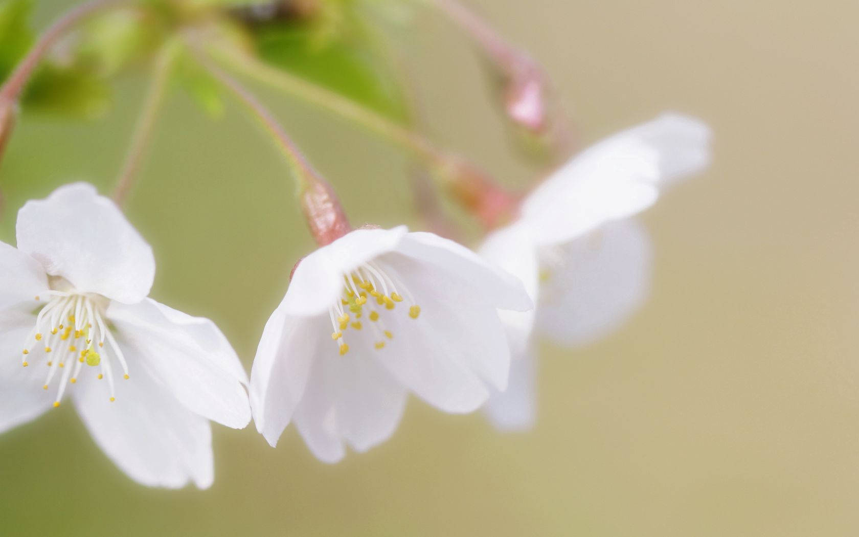 Hvite kirsebærblomster bakgrunnsbilde