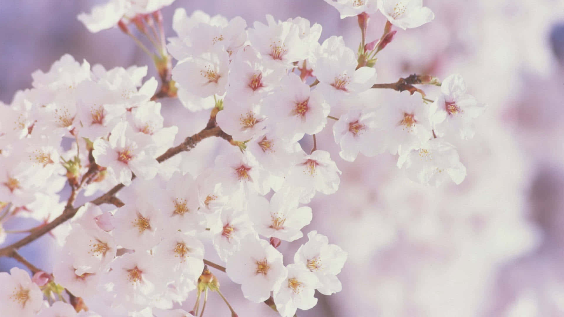 Hvite kirsebærblomster vårblomst bakgrunn Bakgrunner