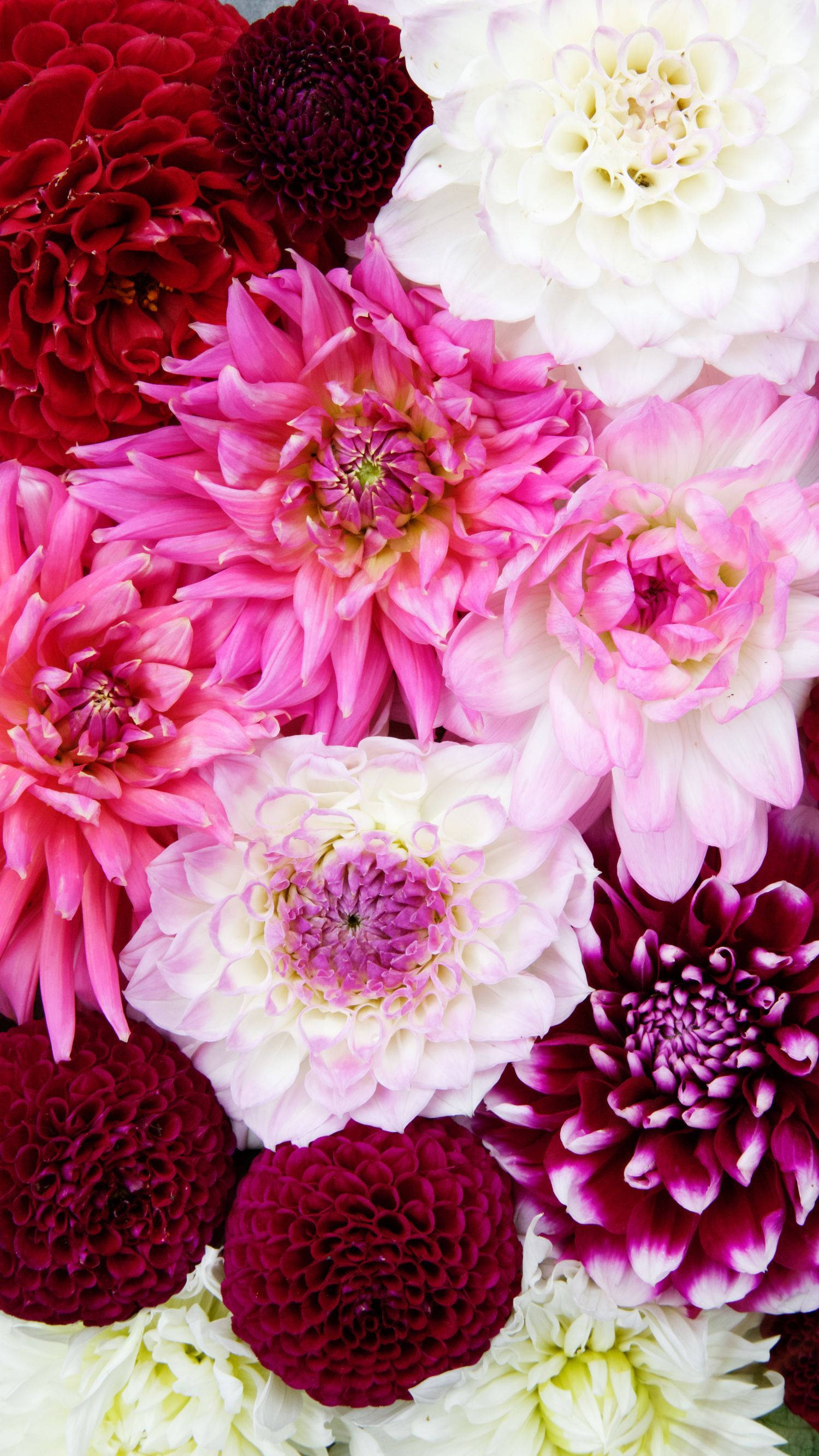 Hvite og rosa nelliker blomster iPhone Bakgrunner