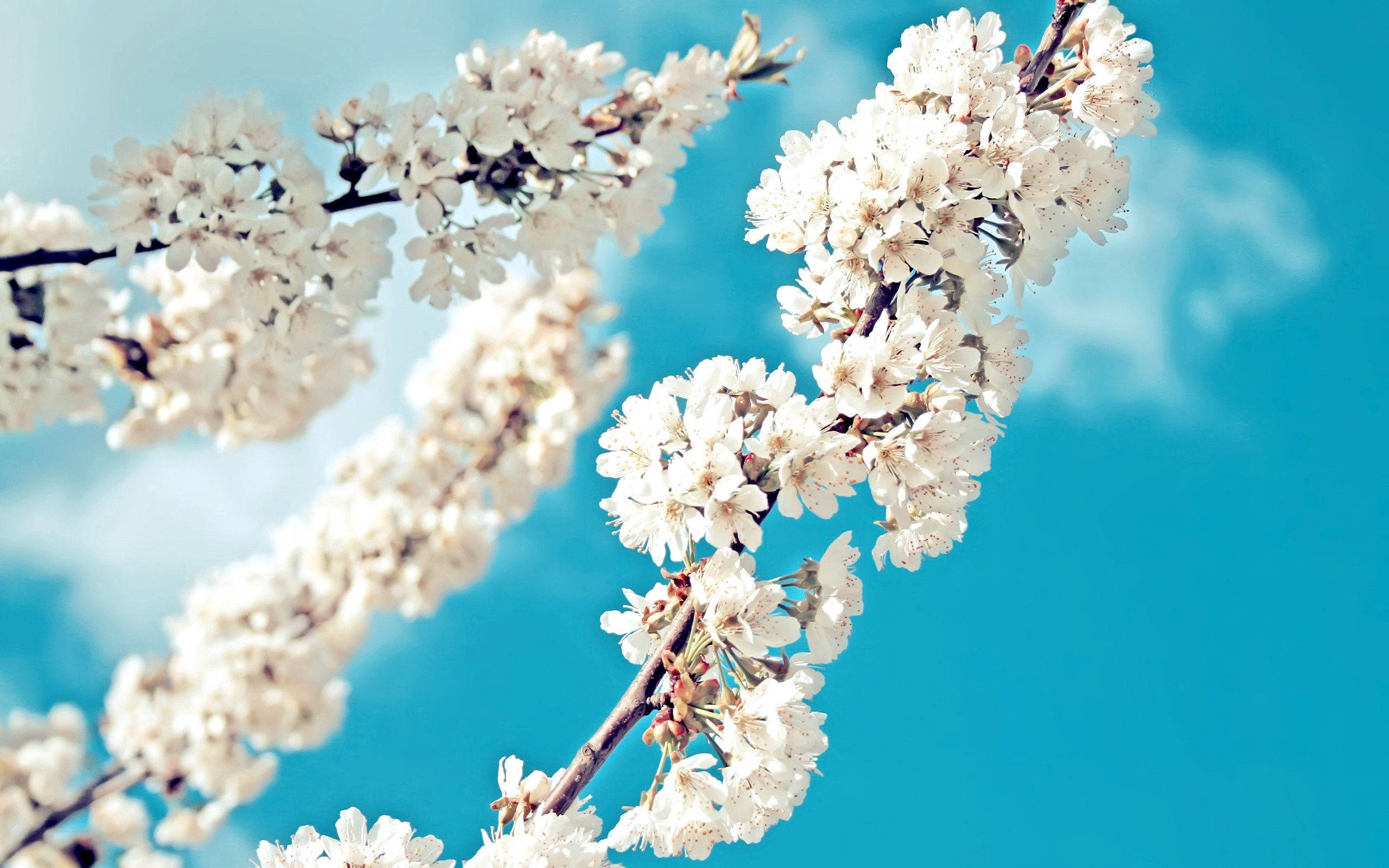 Hvite vårblomster Bakgrunner