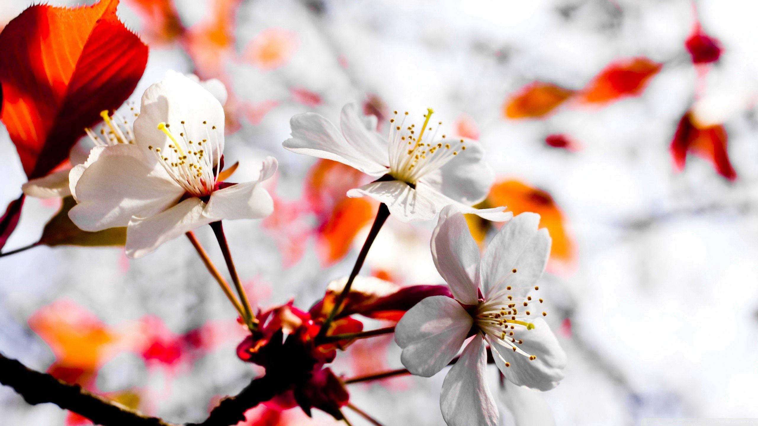 Hvite vårblomster i full blomst Bakgrunner