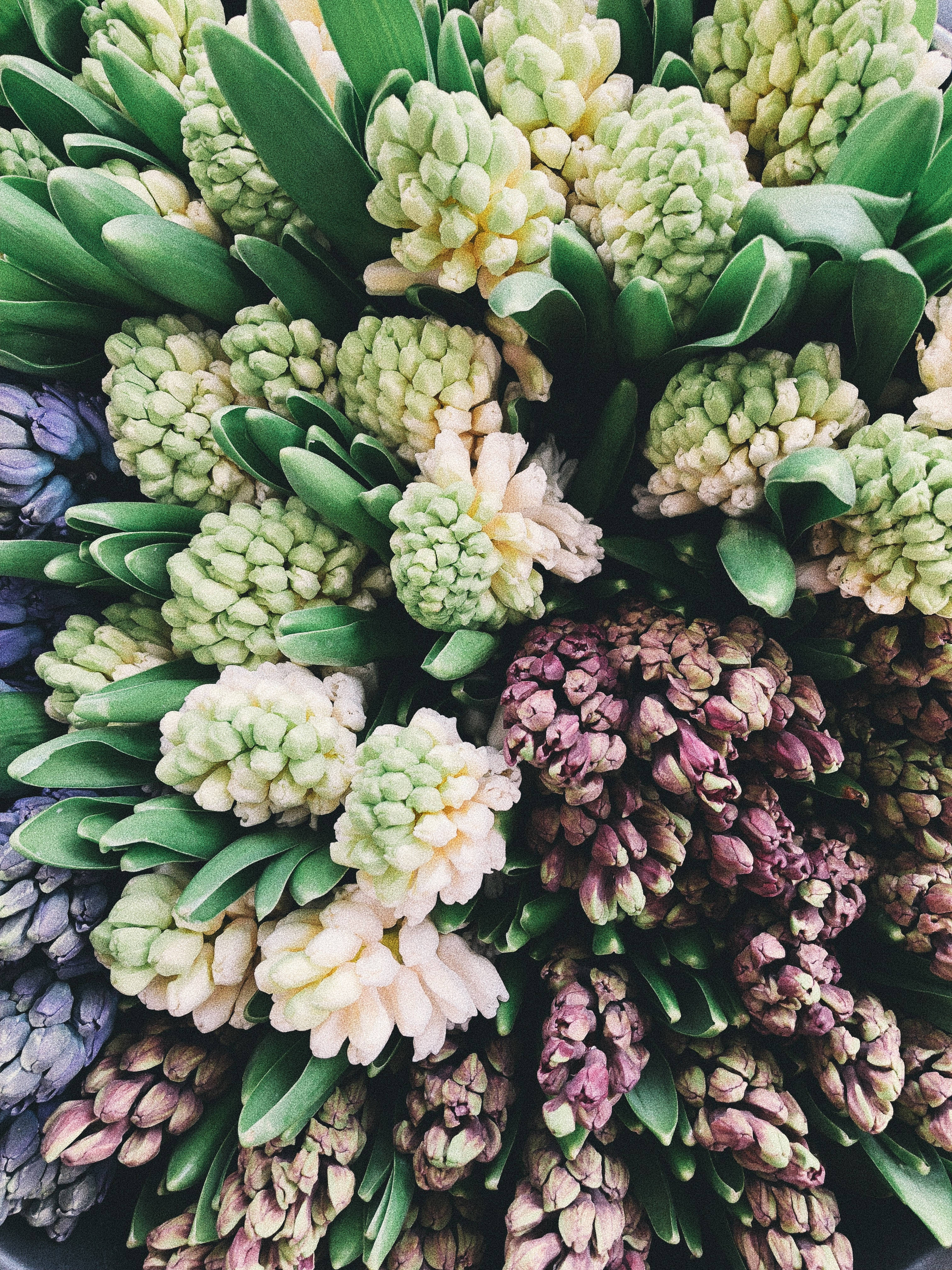 Hyasintblomster på markedet Bakgrunner