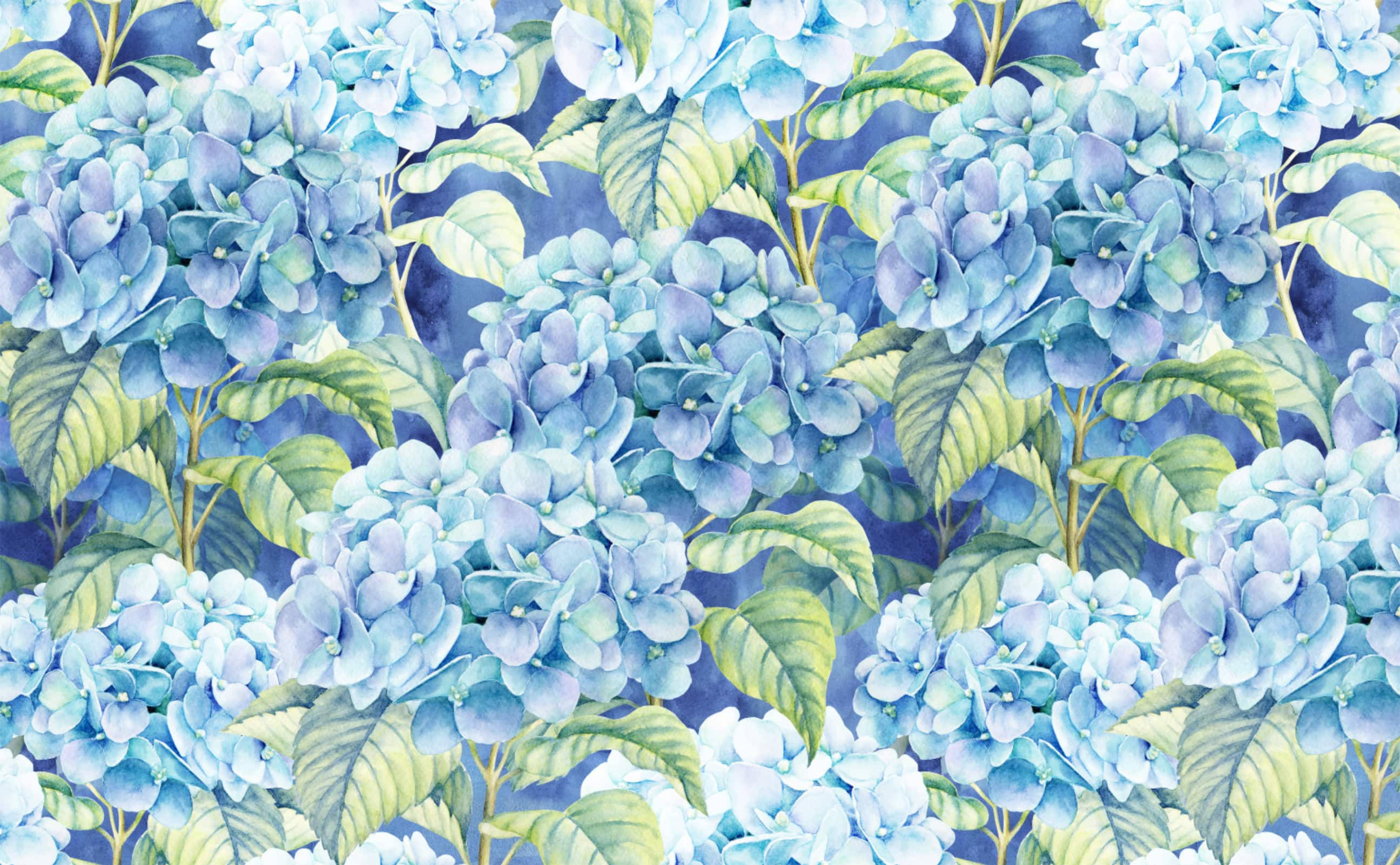 Illustrasjon av lyseblå hortensia Bakgrunner