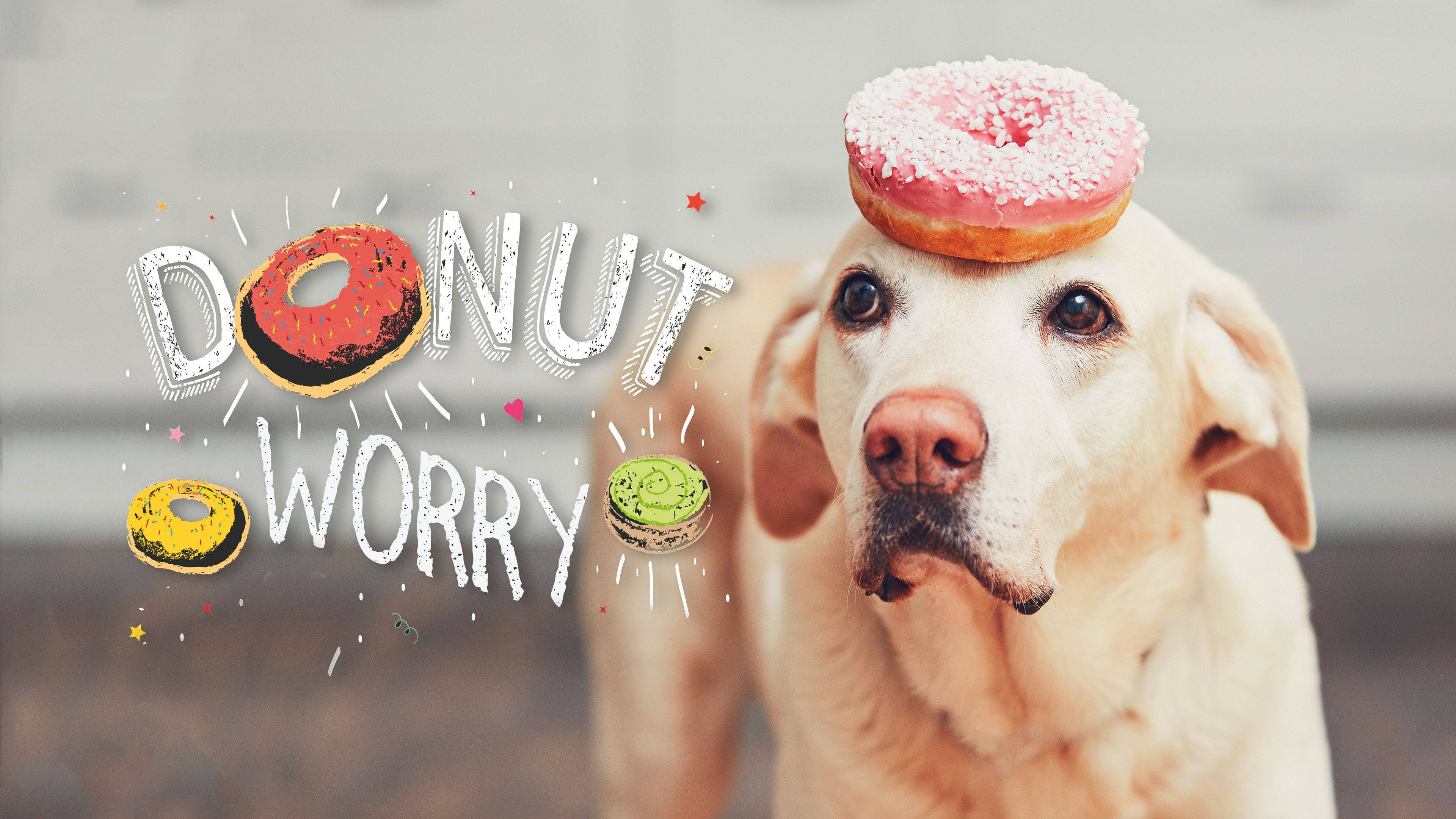 Indie-estetisk bærbar-donut på hund Bakgrunner