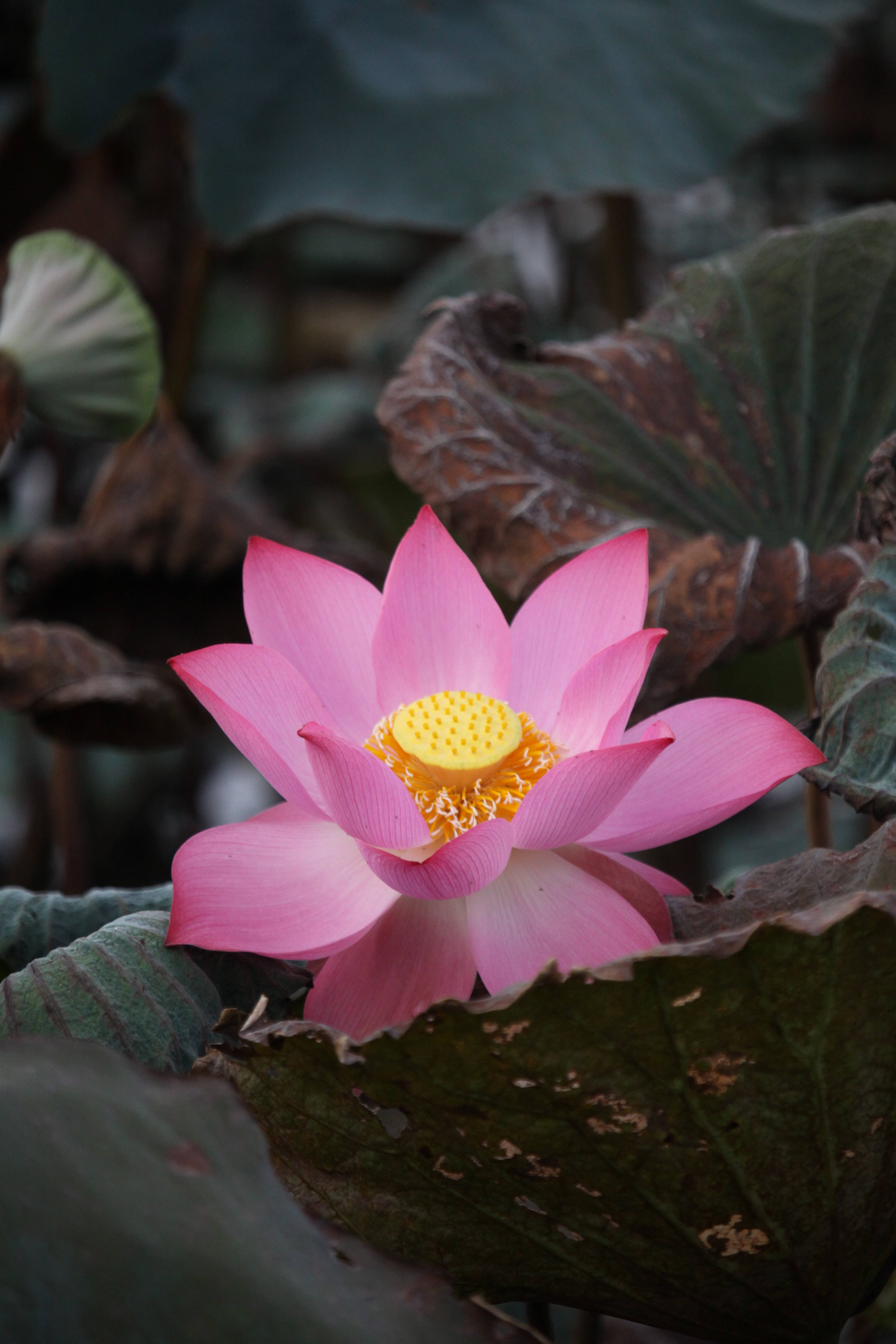 Indisk hellig lotusblomst Bakgrunner