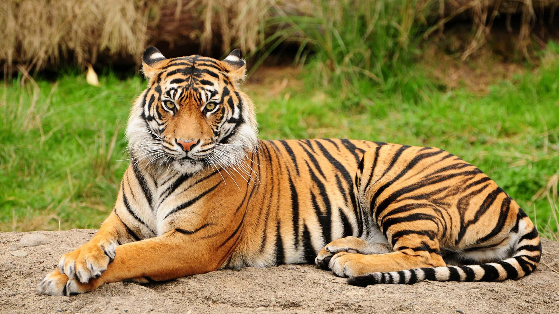 Indisk tiger som sitter på gress Bakgrunner