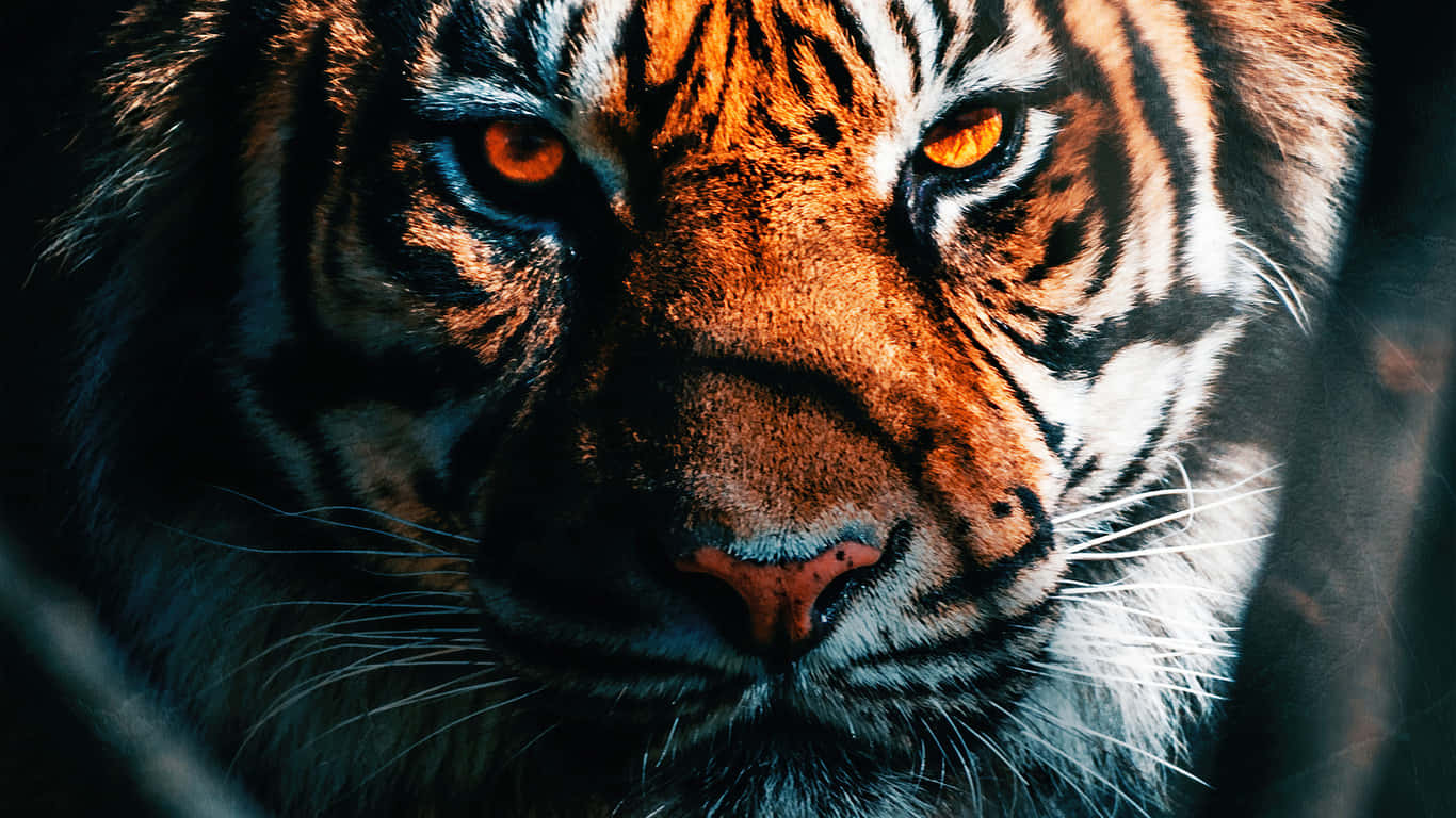 Indisk tigeransikt nærbilde