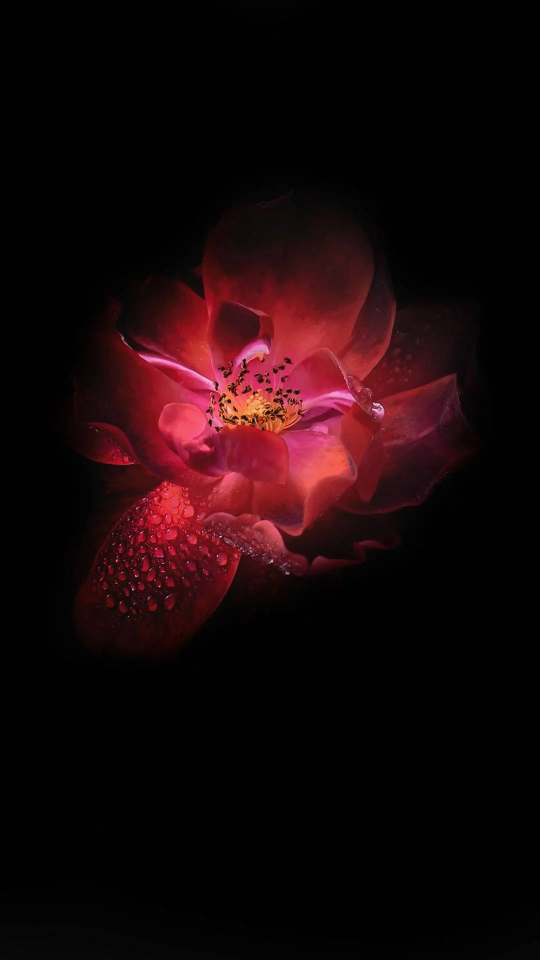 Infinity Mørkerød Lotusblomst Bakgrunner