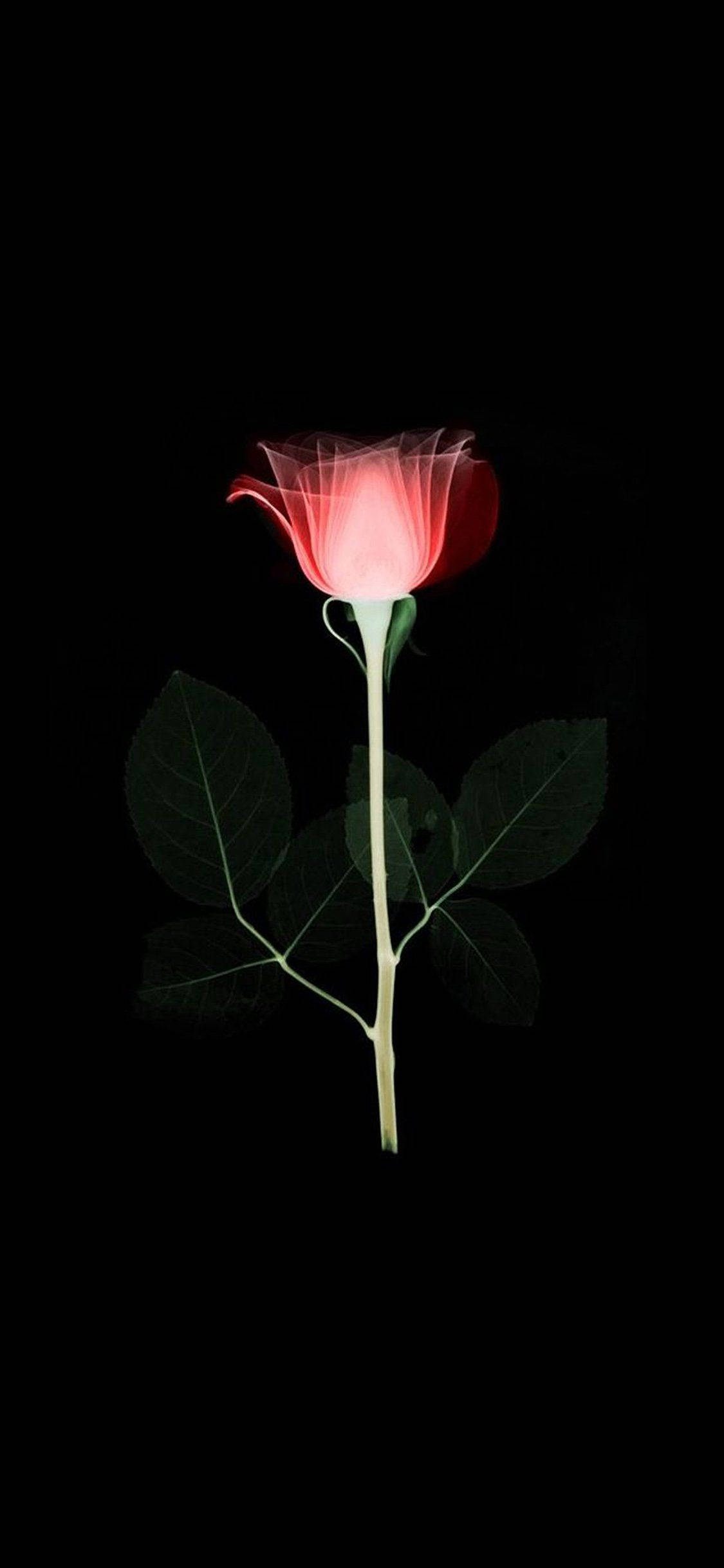 Infrarød Rose Blomst Apple Bakgrunner