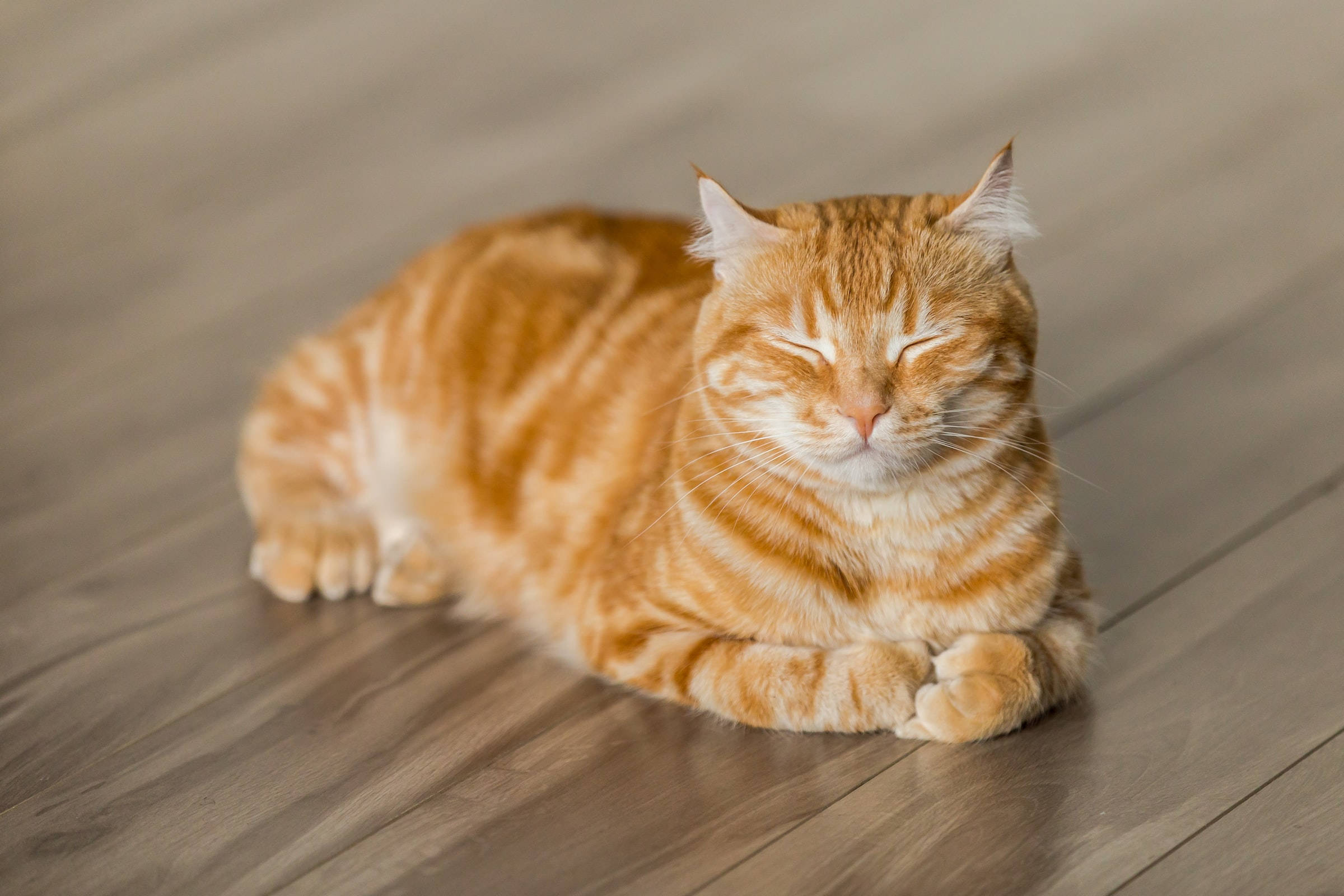 Ingenjærkatt PFP Bakgrunner