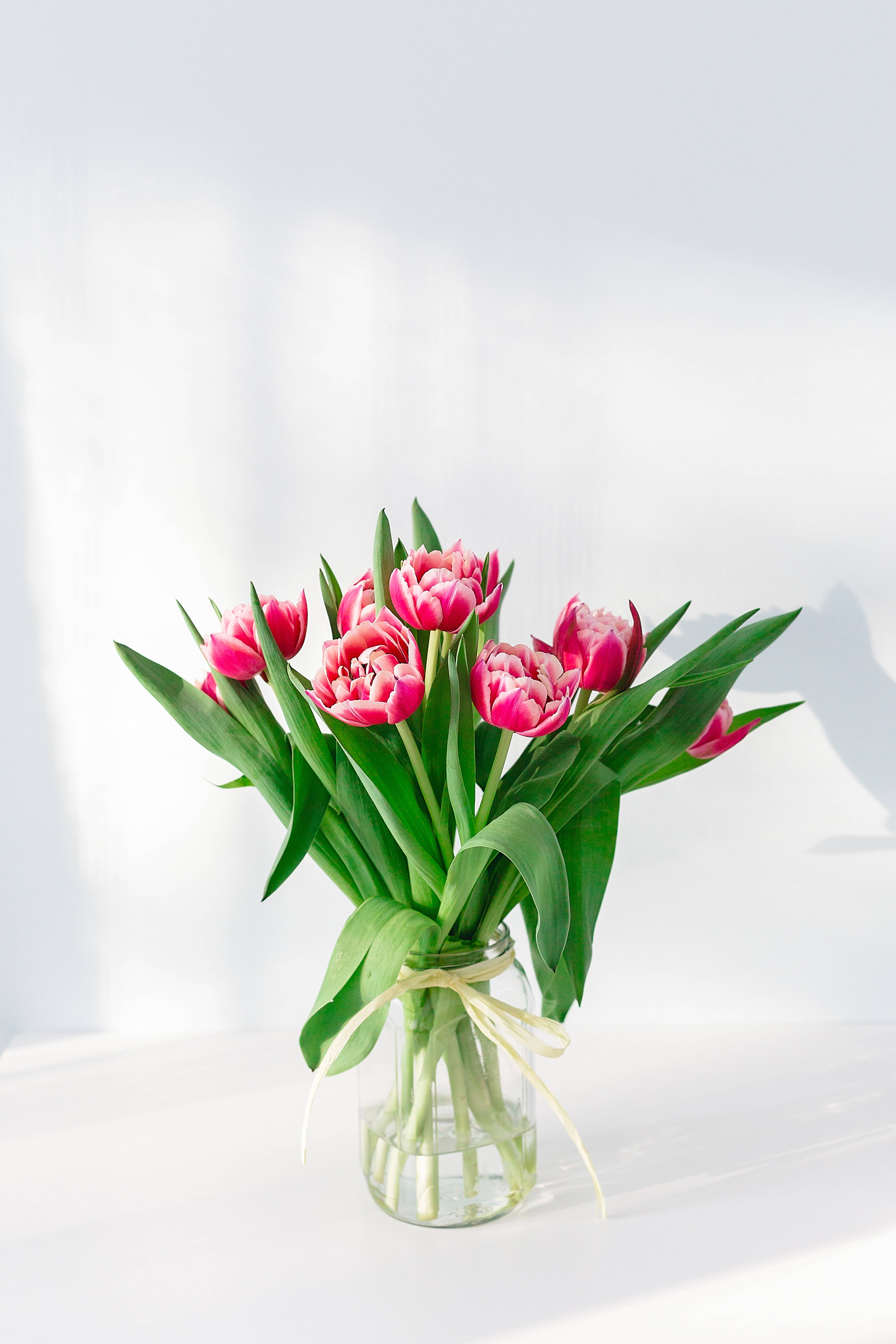 Inneplante Rosa Blomst iPhone Bakgrunner