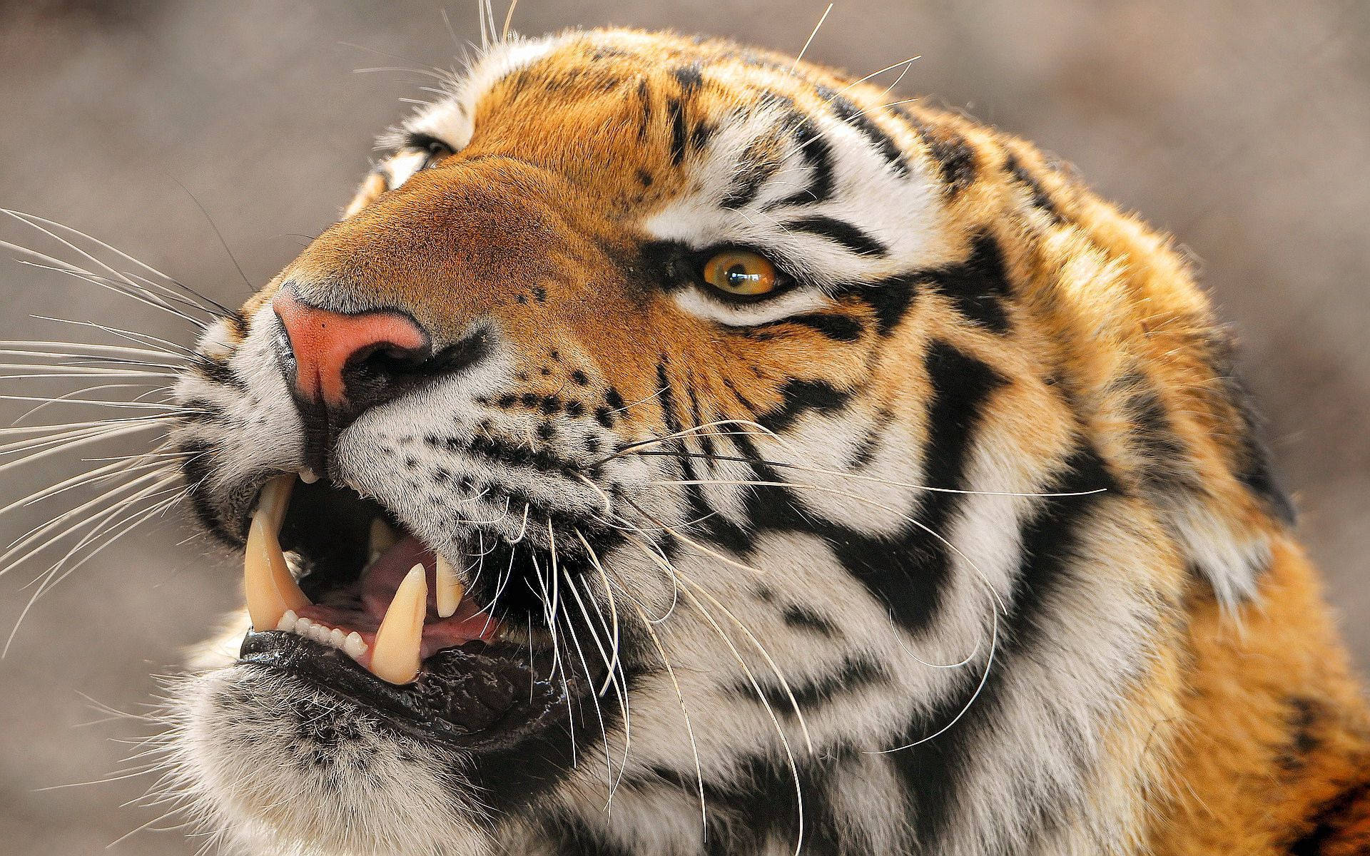 Bakgrunnsbilde av sint tiger på uskarp bakgrunn